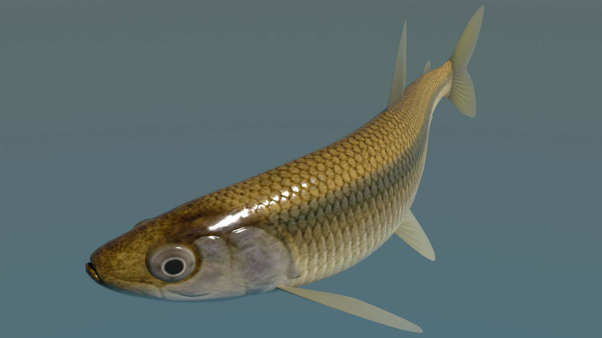 digital smelt fish model, golden scales, translucent fins, Full HD Desktop Wallpaper