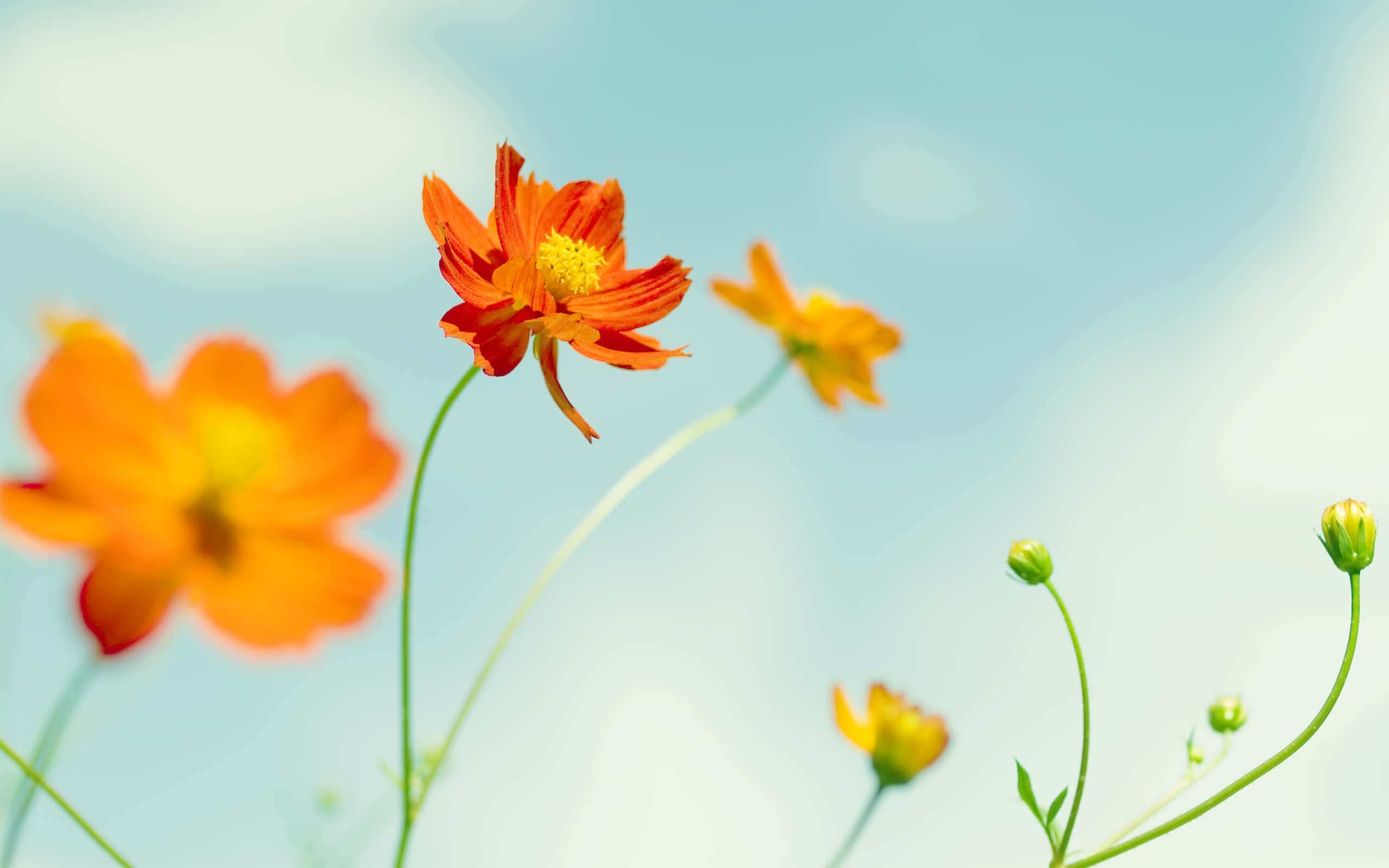 3d flower, orange cosmos flowers, soft blue sky, 2K Desktop Wallpaper