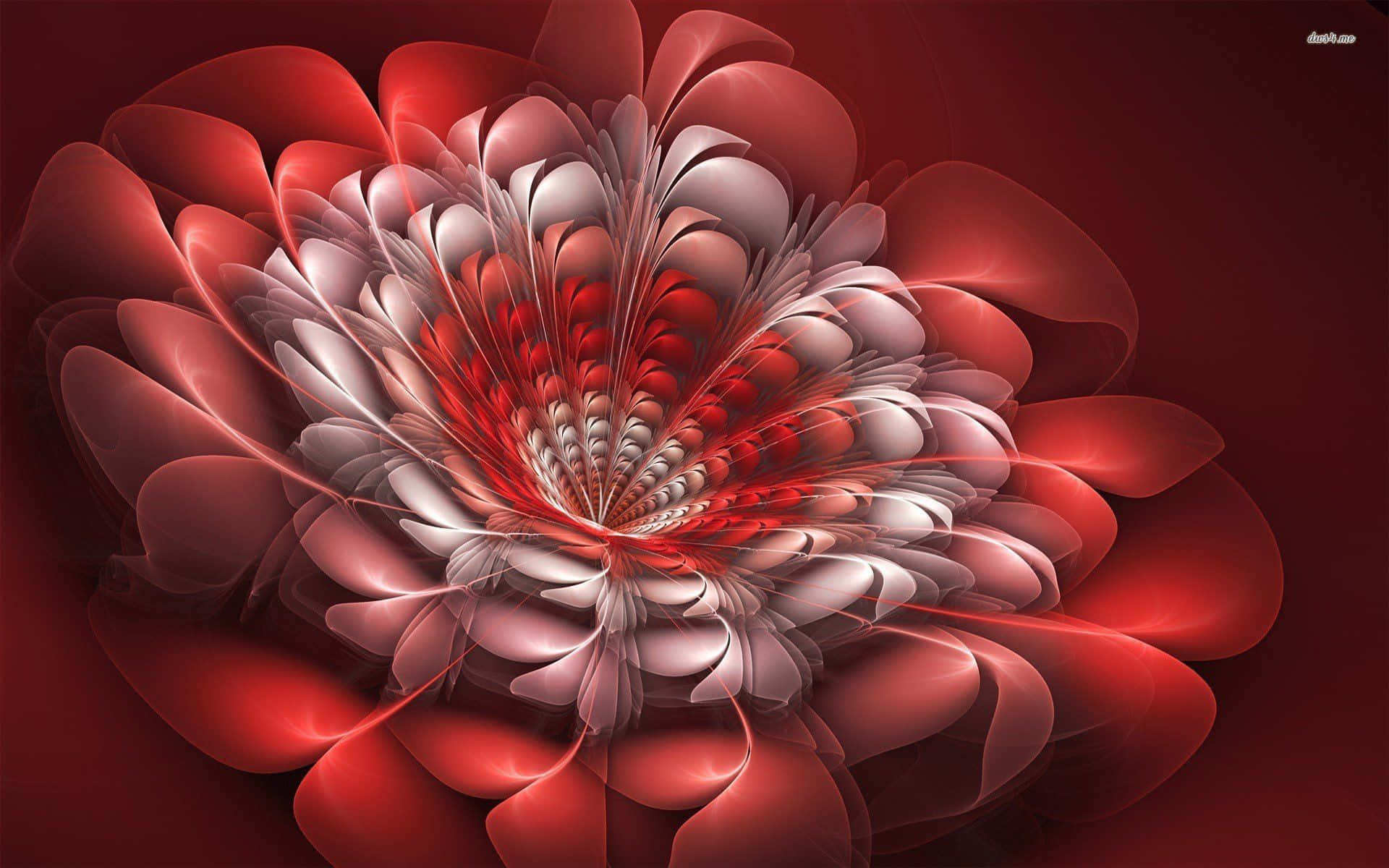 3d flower, fractal flower, red and white petals, Full HD Desktop Wallpaper