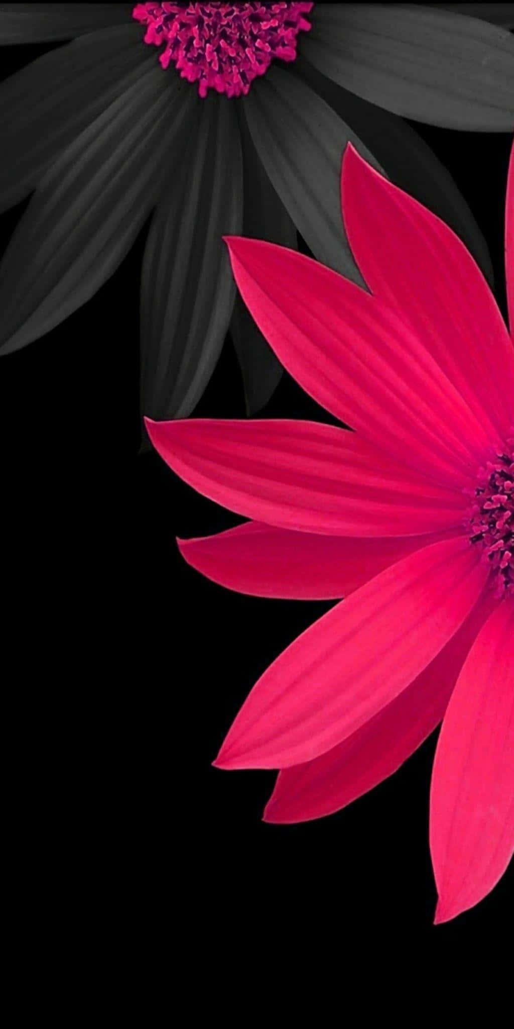 3d flower, pink flower, black background, Full HD Phone Wallpaper