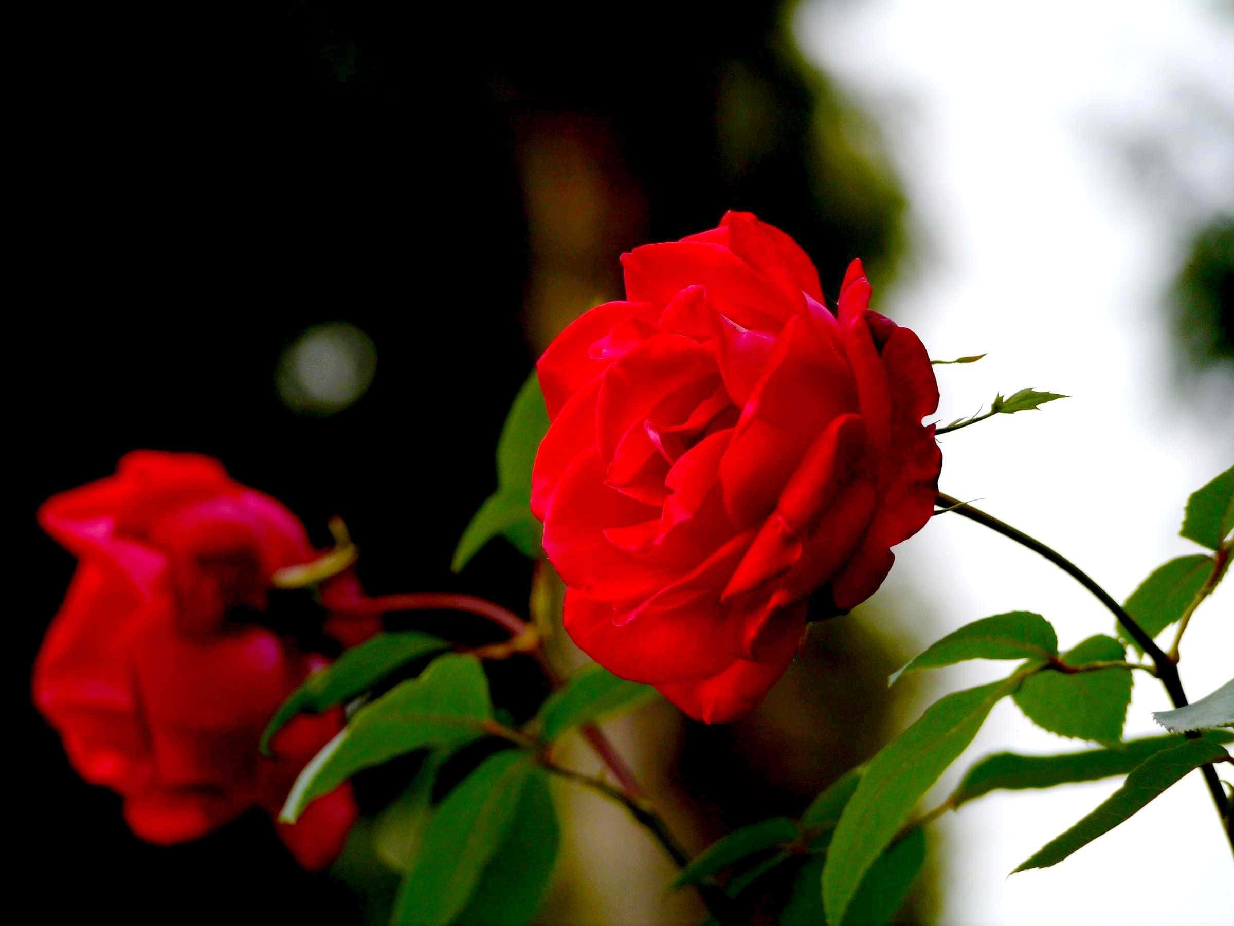 3d flower, vibrant red rose, dark background, Full HD Desktop Wallpaper