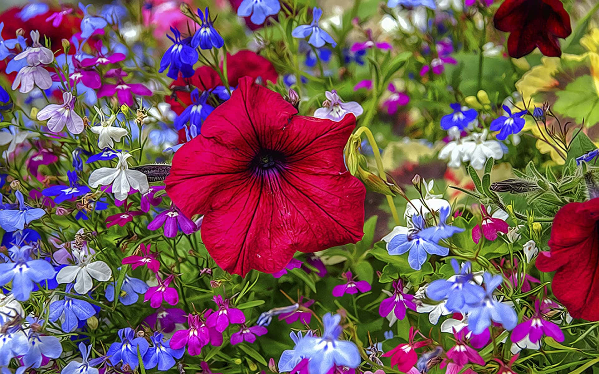 3d flower, bold red petunia, blue white and purple flowers, Full HD Desktop Wallpaper