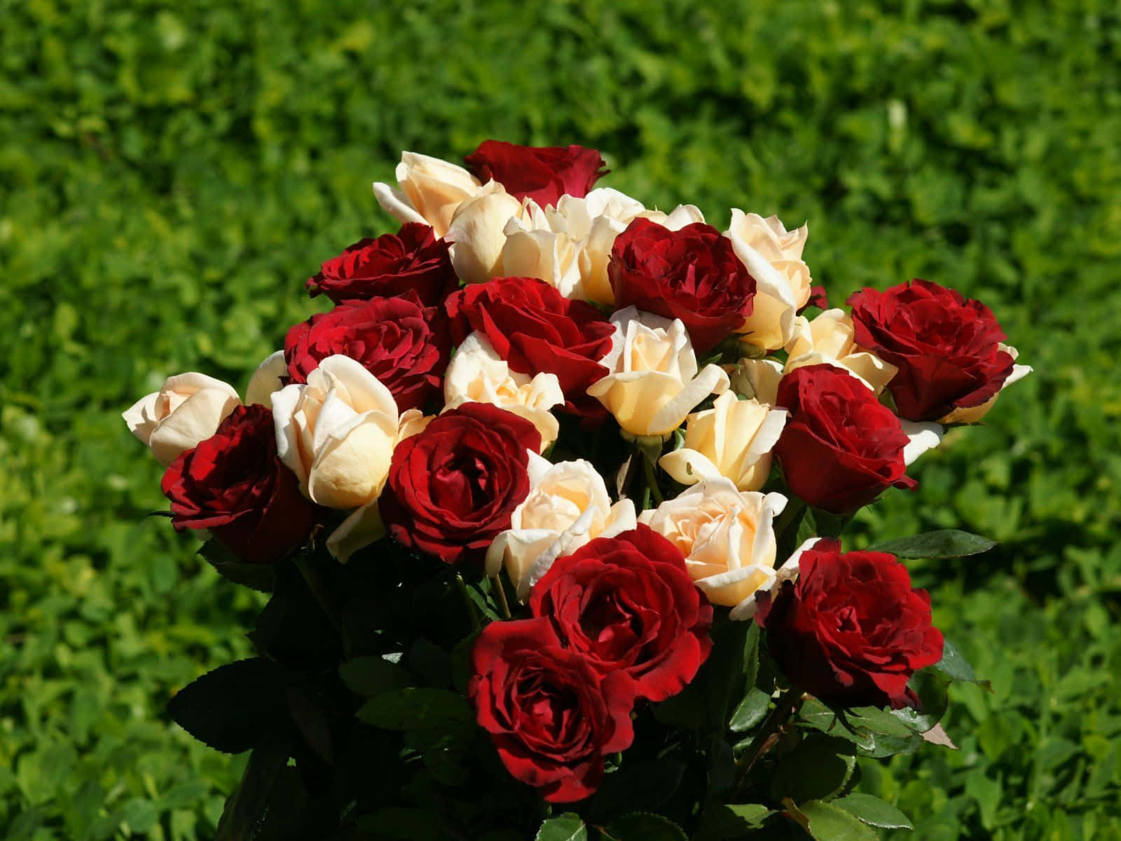 3d flower, deep red roses, creamy white roses, HD Desktop Wallpaper