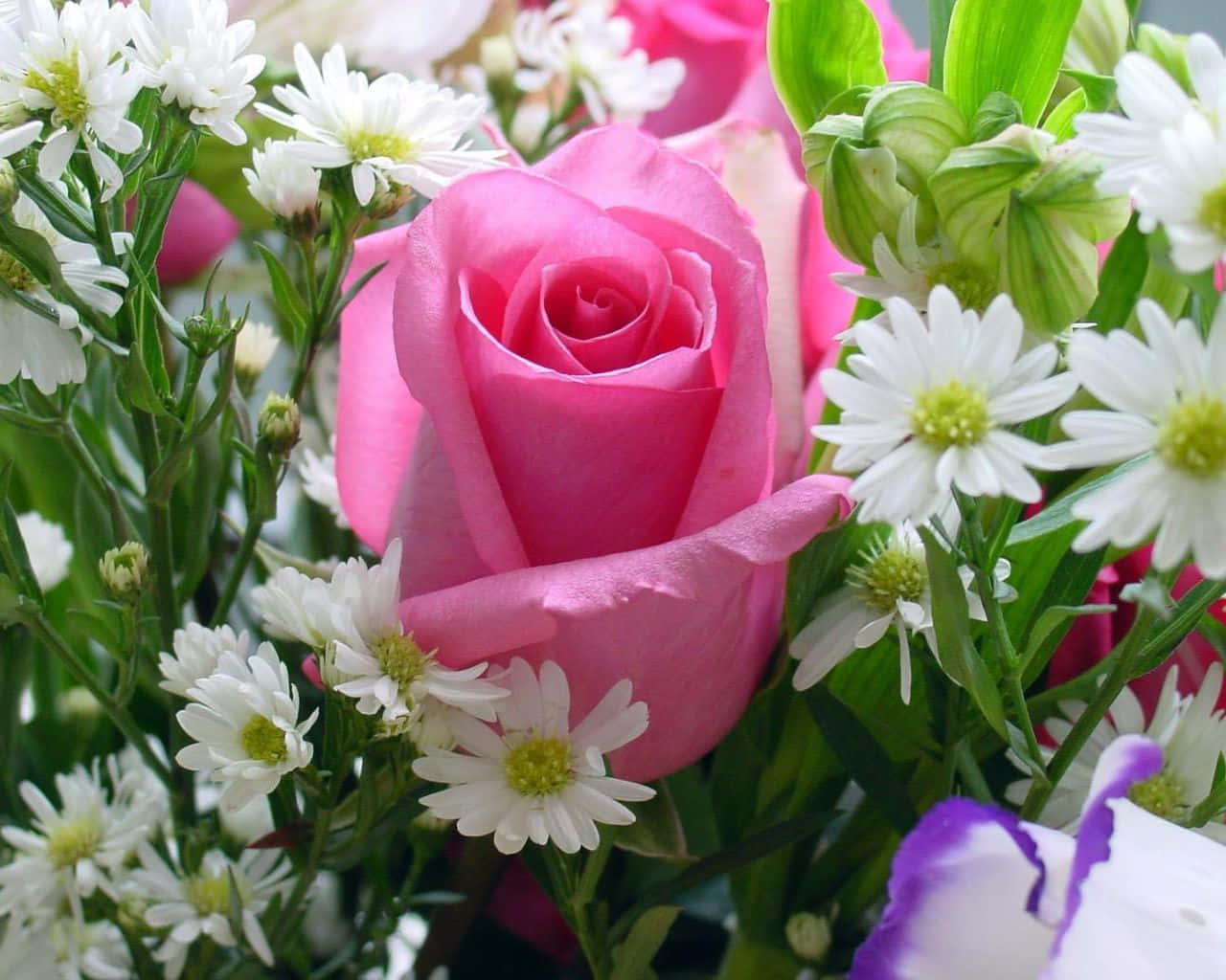 3d flower, vibrant pink rose, delicate white daisies, HD Desktop Wallpaper