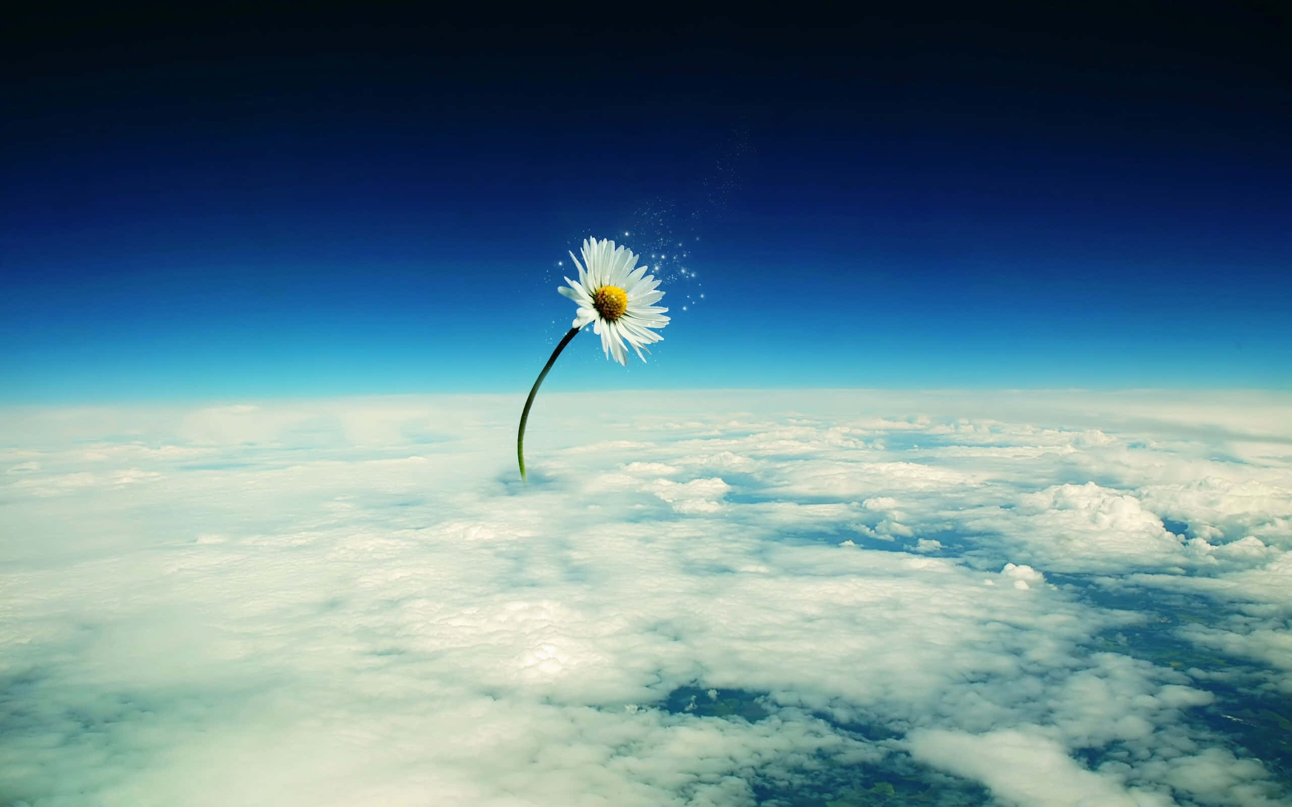3d flower, white daisy, deep blue sky, 2K Desktop Wallpaper