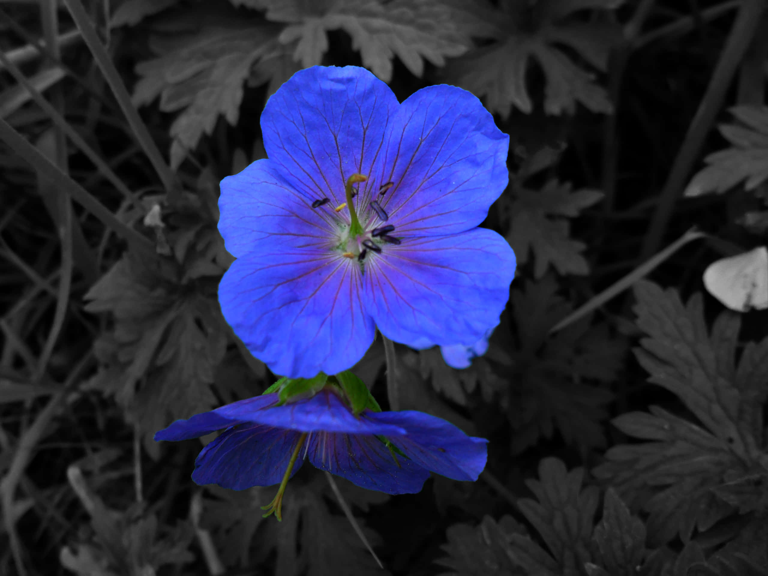 3d flower, vibrant blue geranium flower, monochrome backdrop, 2K Desktop Wallpaper