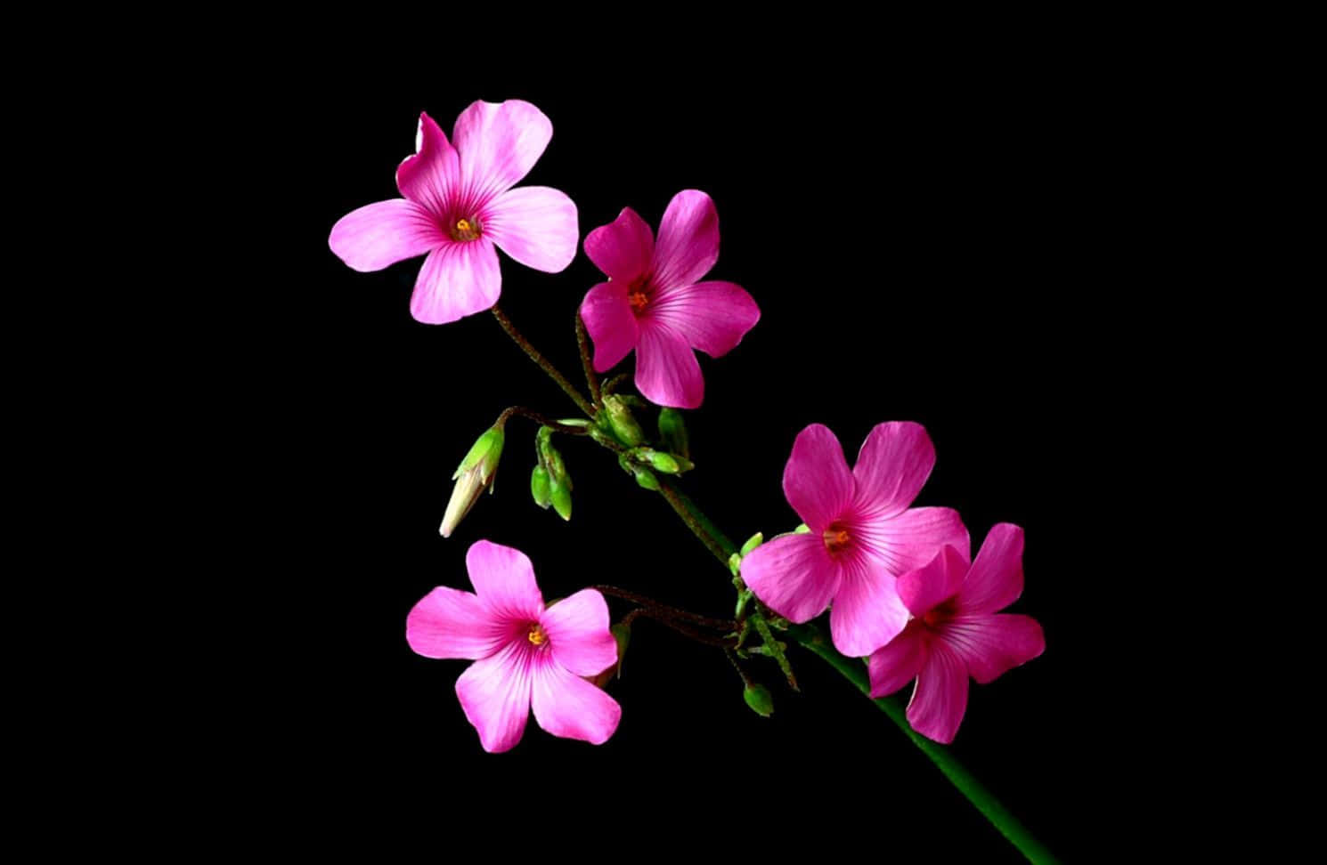 3d flower, vibrant pink flowers, stark black background, HD Desktop Wallpaper