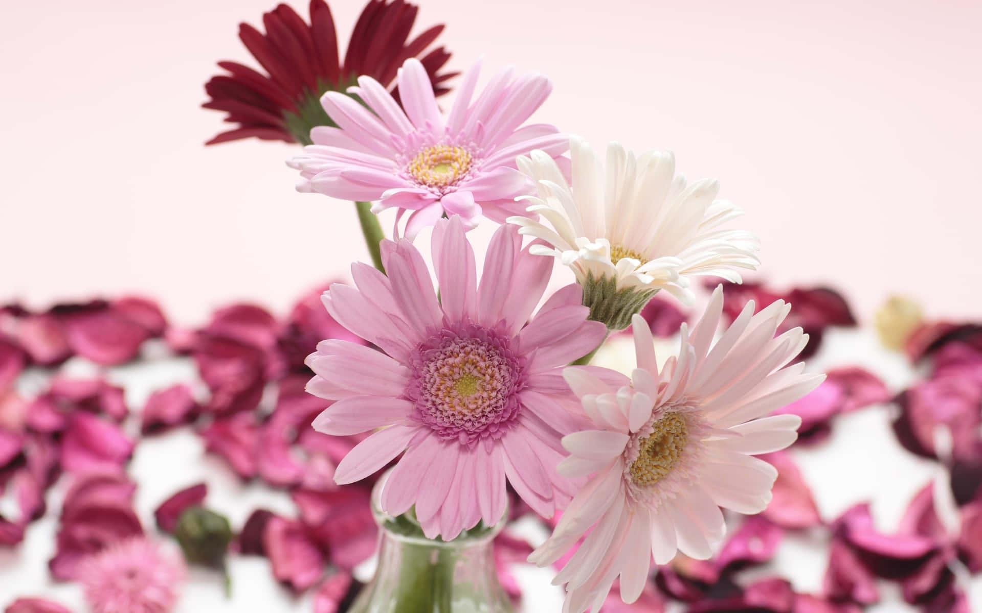 3d flower, gerbera daisies, pink white and red, Full HD Desktop Wallpaper