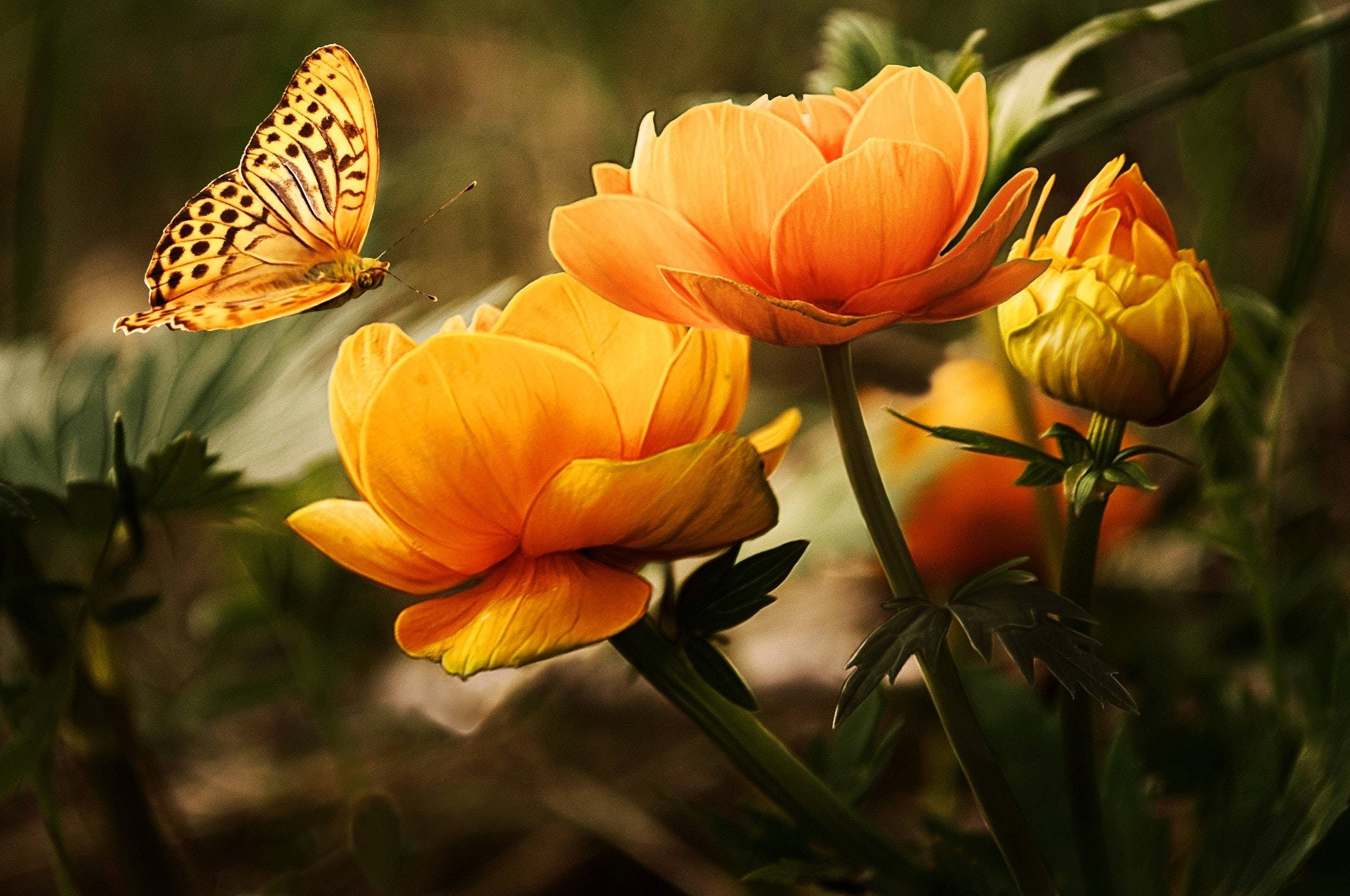 big 3d desktop orange flowers, orange butterfly, spotted wings, Full HD Desktop Wallpaper