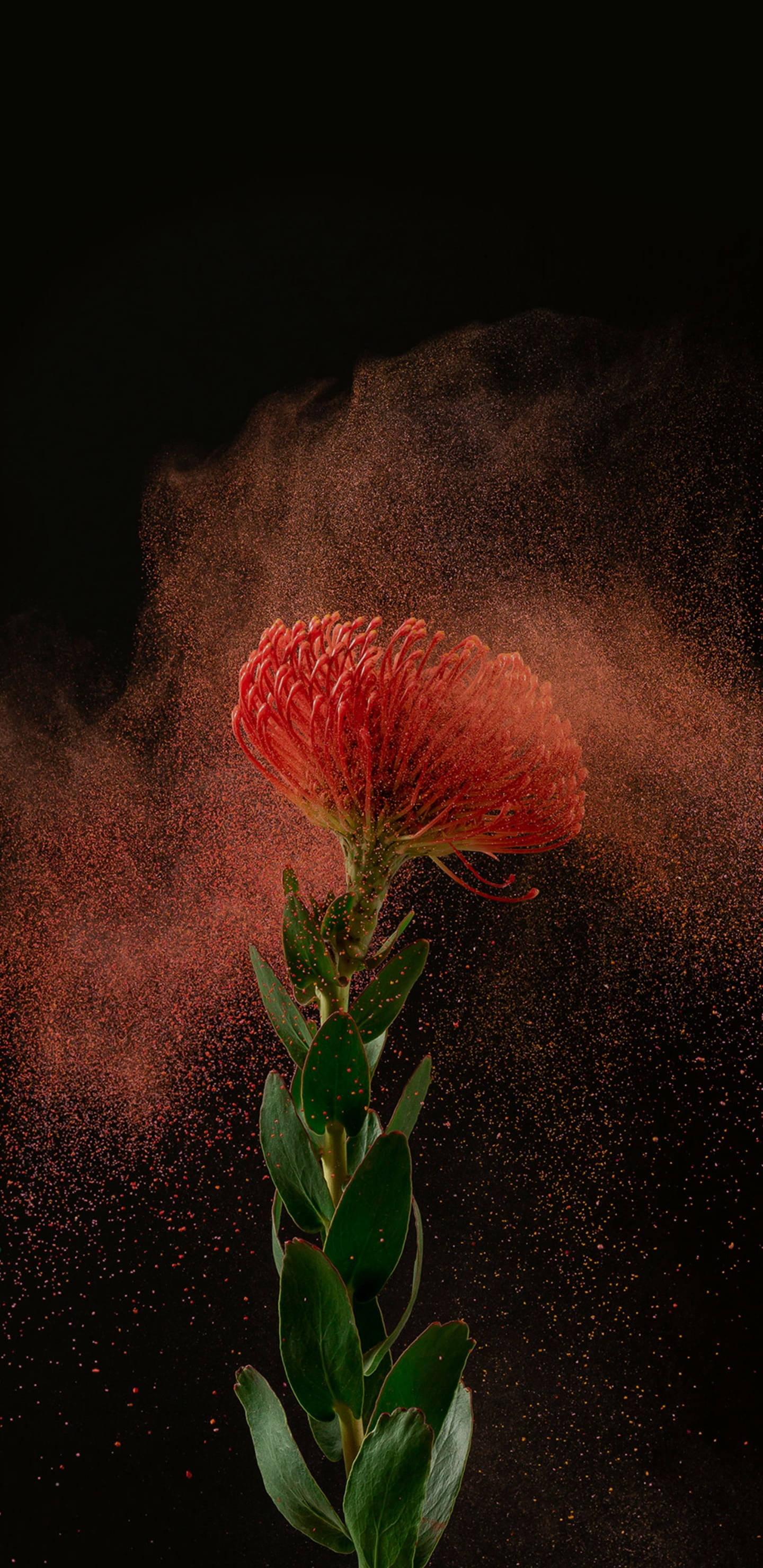 red flower, 2K AMOLED, vibrant red, 2K Phone Wallpaper
