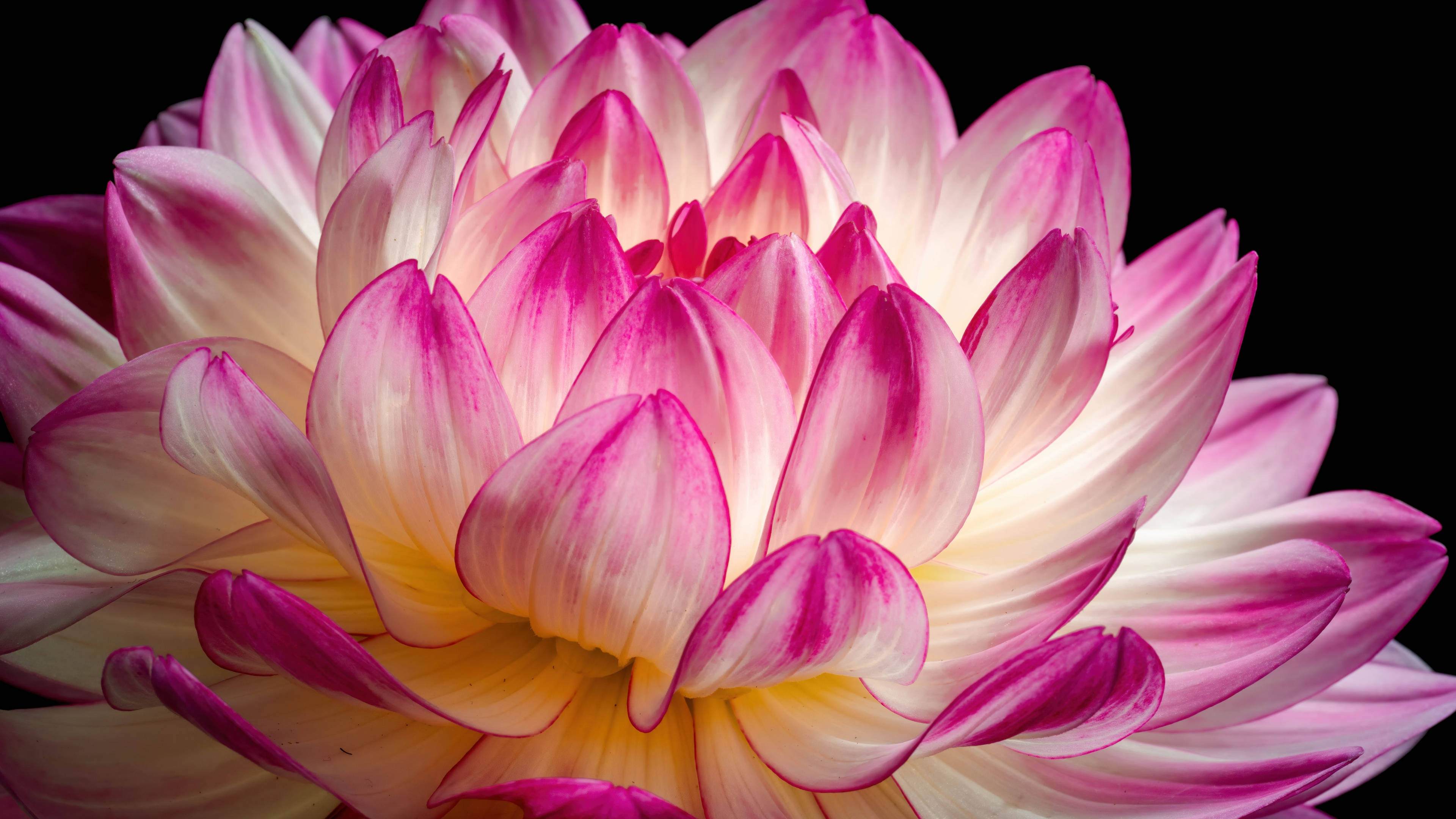 4d ultra hd blooming flower, vibrant pink and white dahlia, layered petals, 4K Desktop Wallpaper