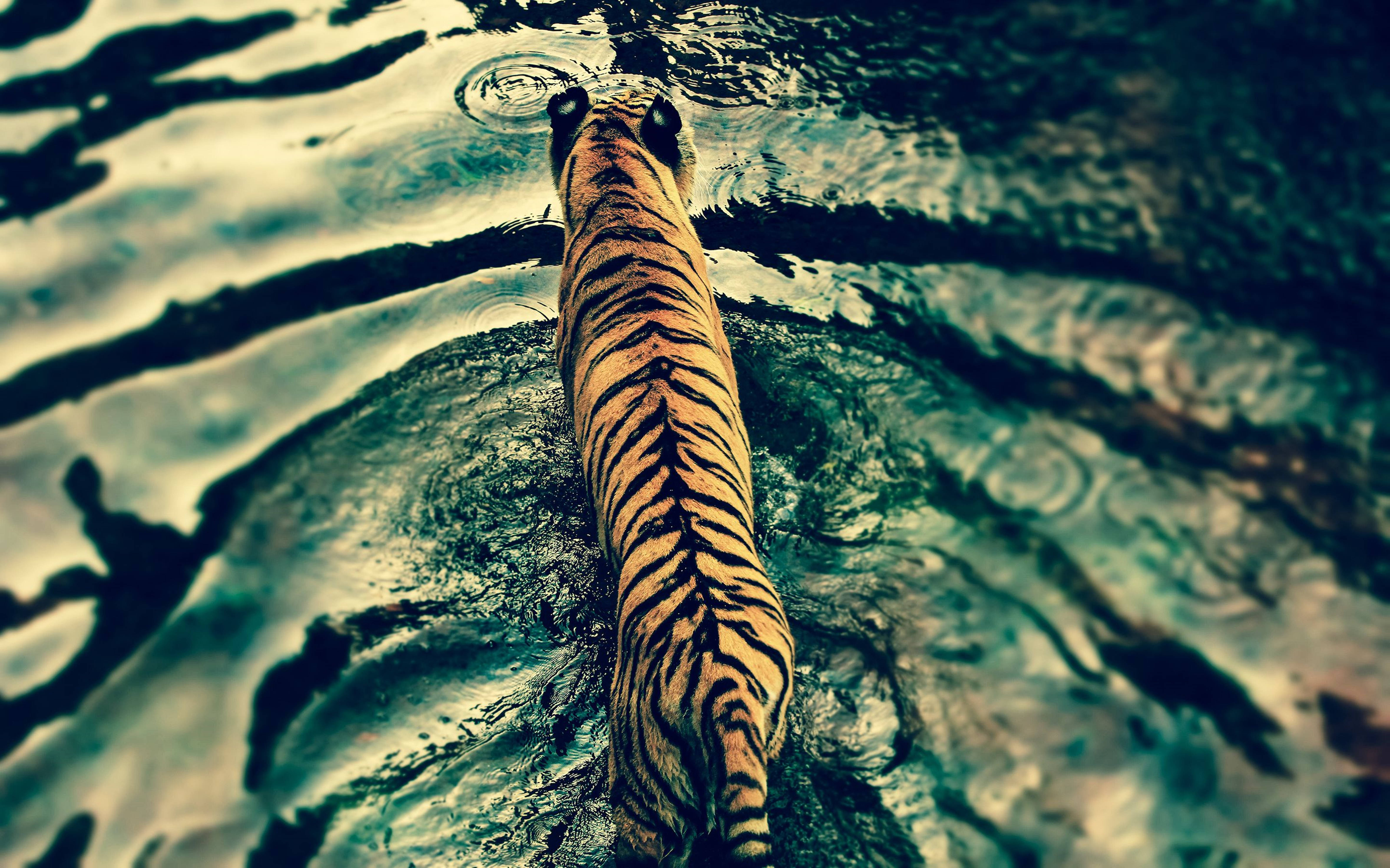 3d HD, tiger, lake, 5K Desktop Wallpaper