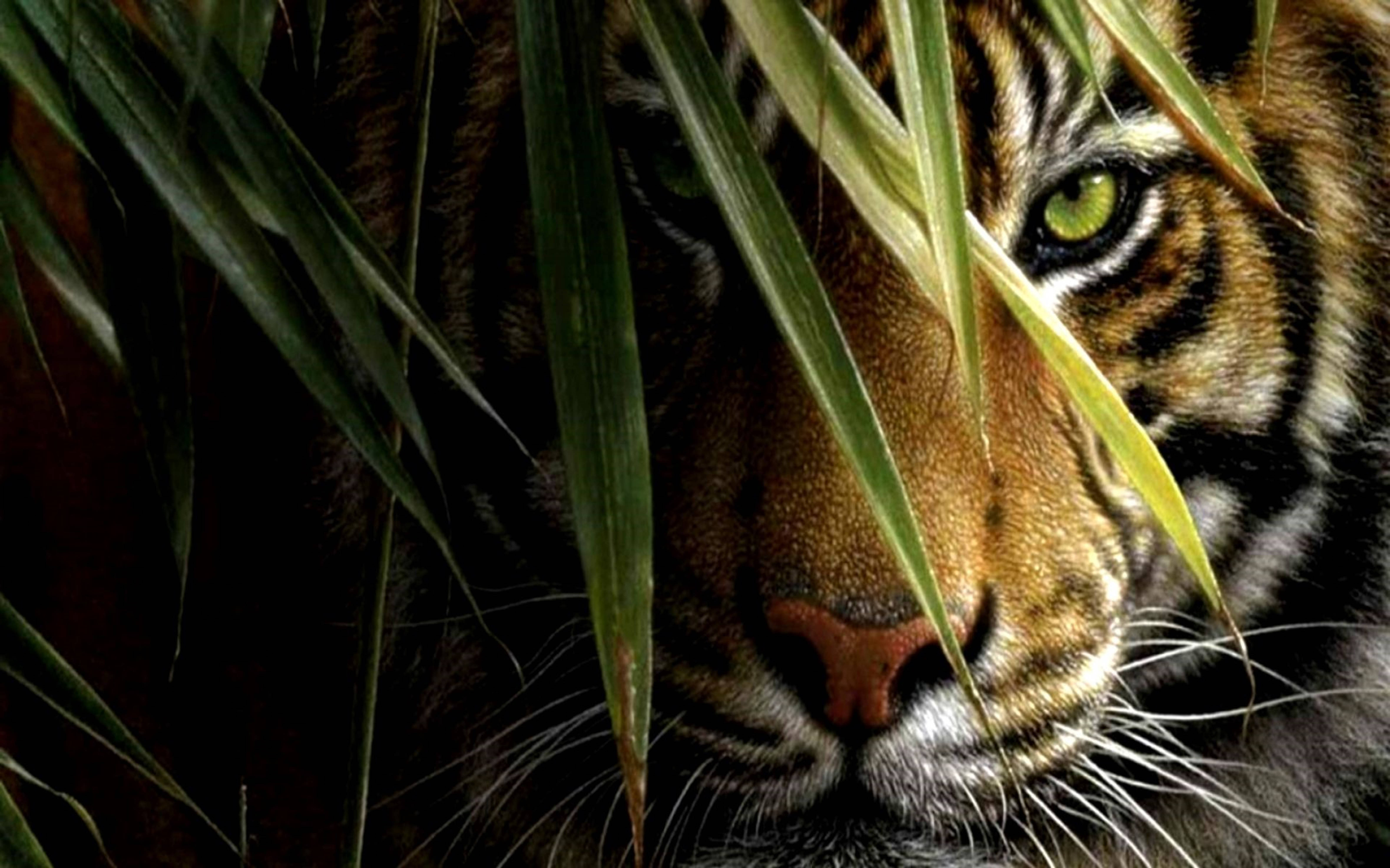 3d hd, tiger, green eyes, 5K Desktop Wallpaper