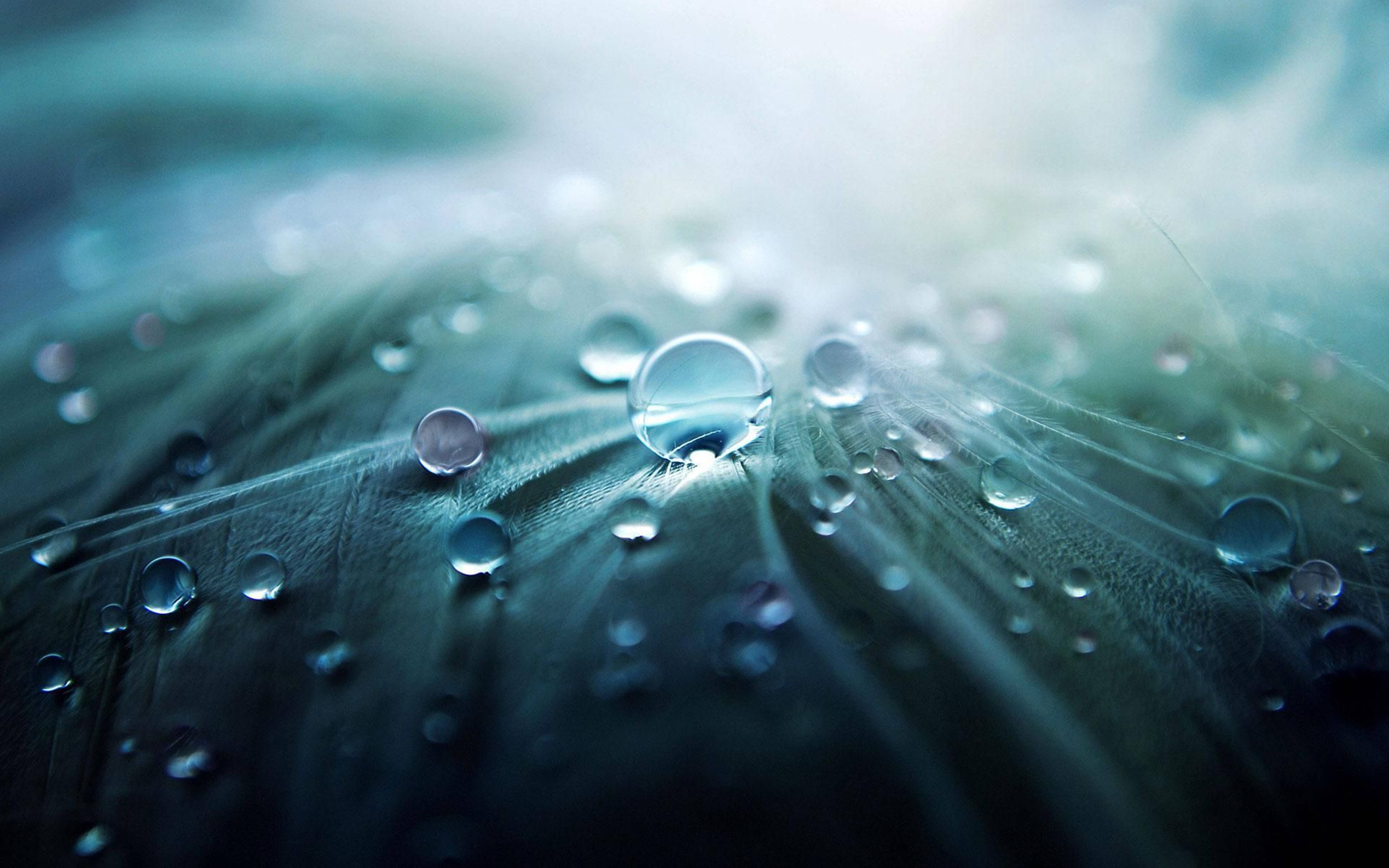 3D HD, dew drops, soft green feather, 5K Desktop Wallpaper
