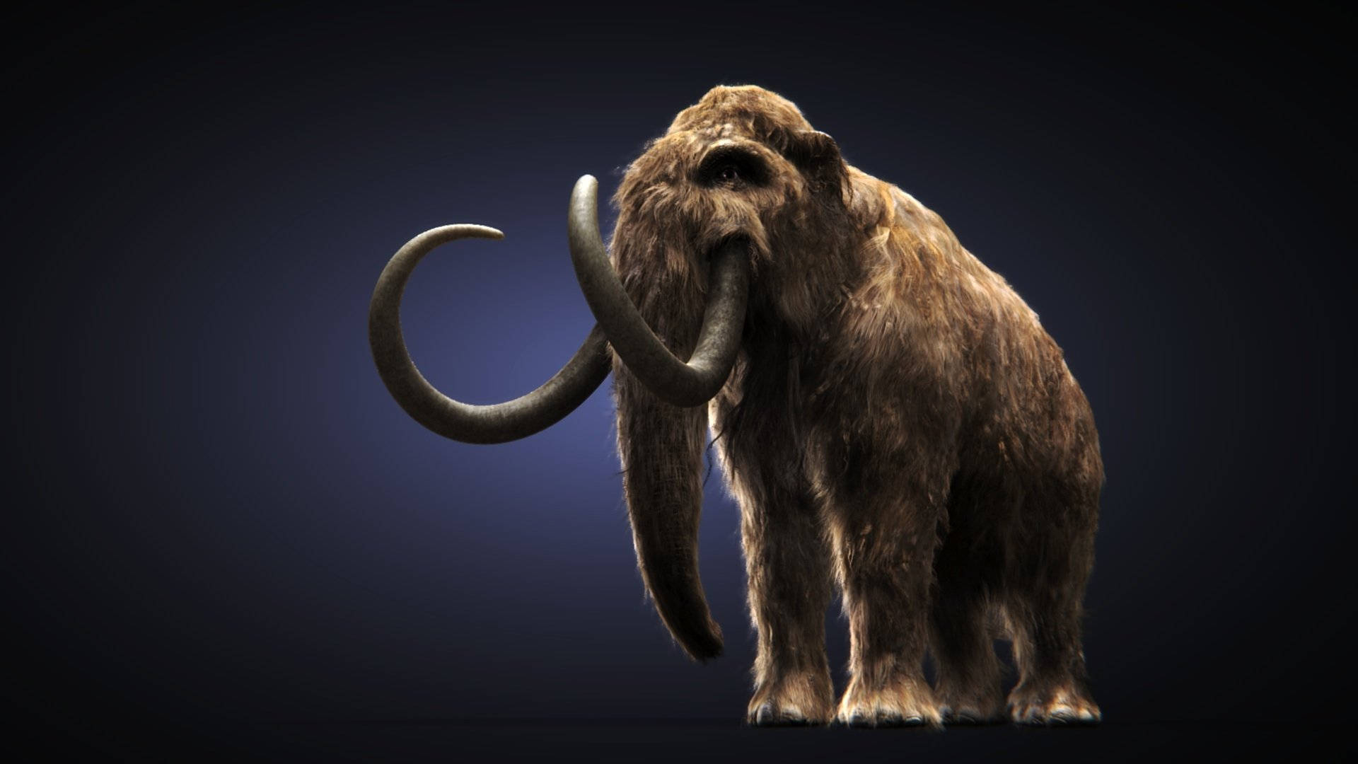 woolly mammoth, dramatic studio lighting, deep blue gradient backdrop, Full HD Desktop Wallpaper