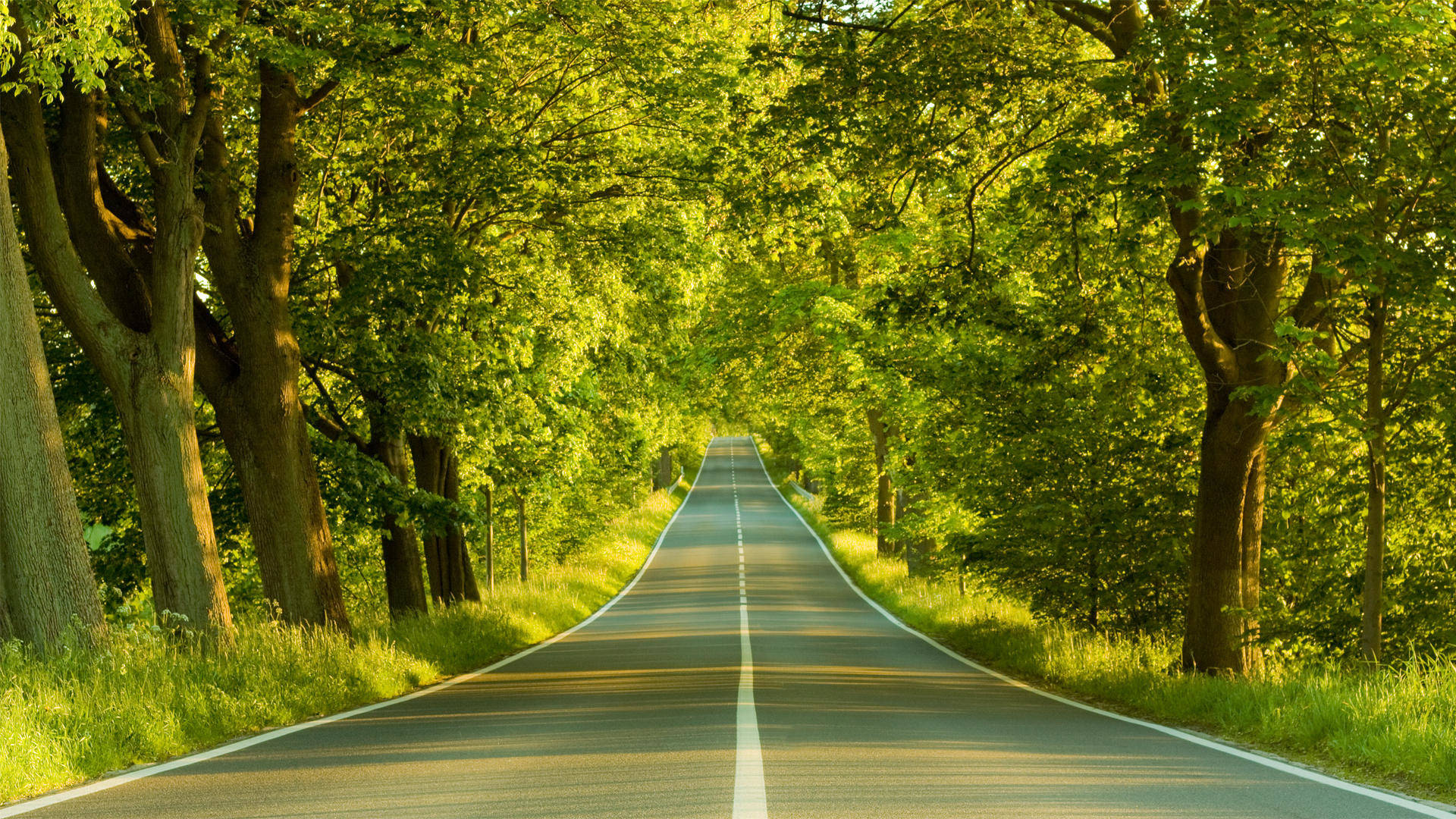 asphalt road, dense canopy, vibrant green trees, Full HD Desktop Wallpaper