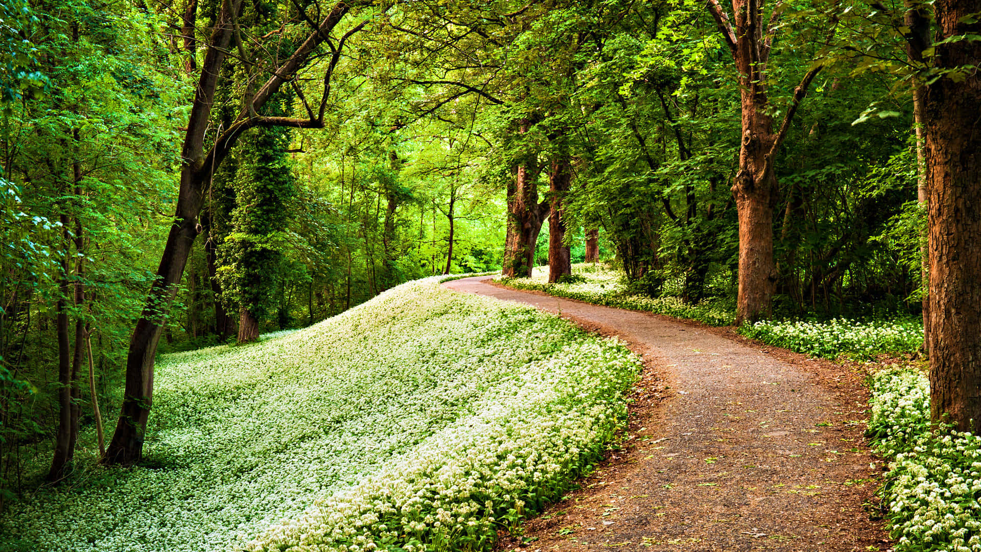 3D Forest Landscape, winding dirt path, lush green forest, Full HD Desktop Wallpaper