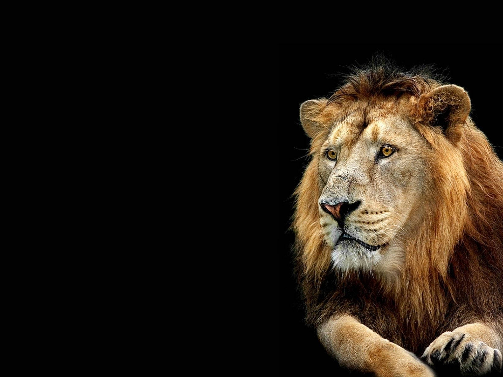 3d Lion, brown mane, golden mane, HD Desktop Wallpaper