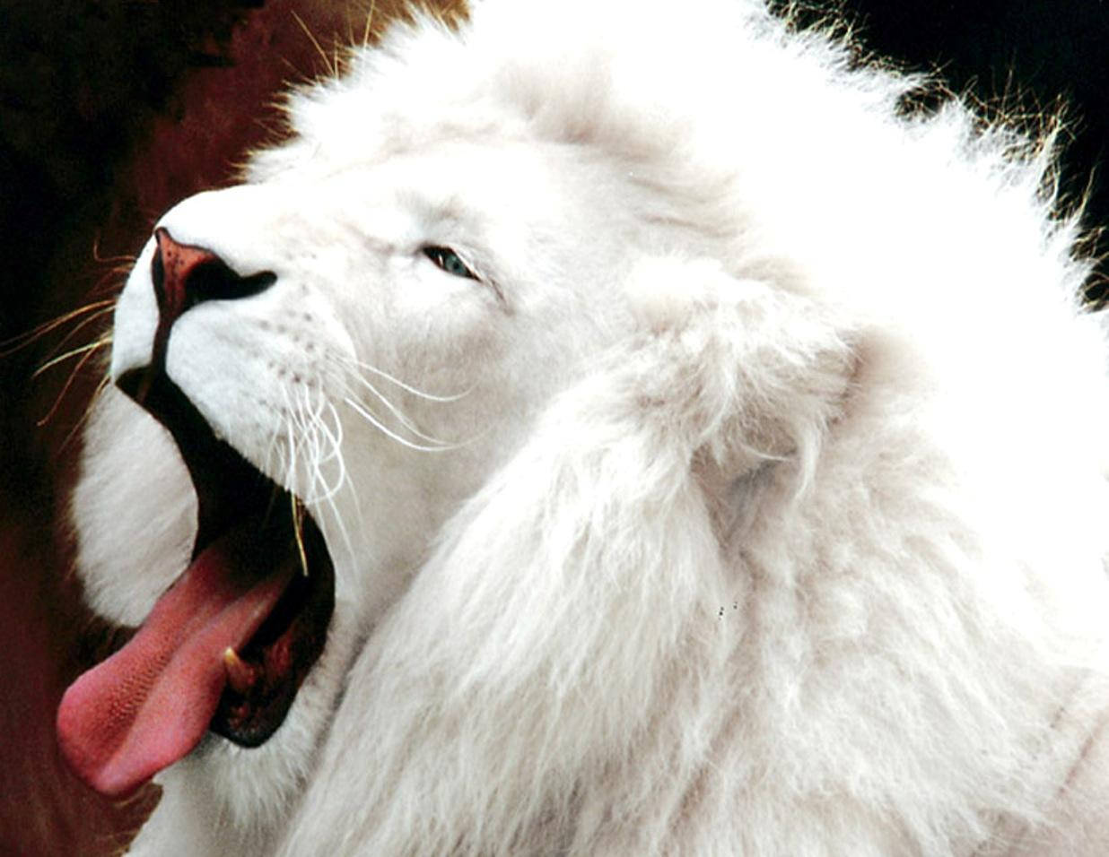 white lion, 3d lion, full mane, SD Desktop Wallpaper