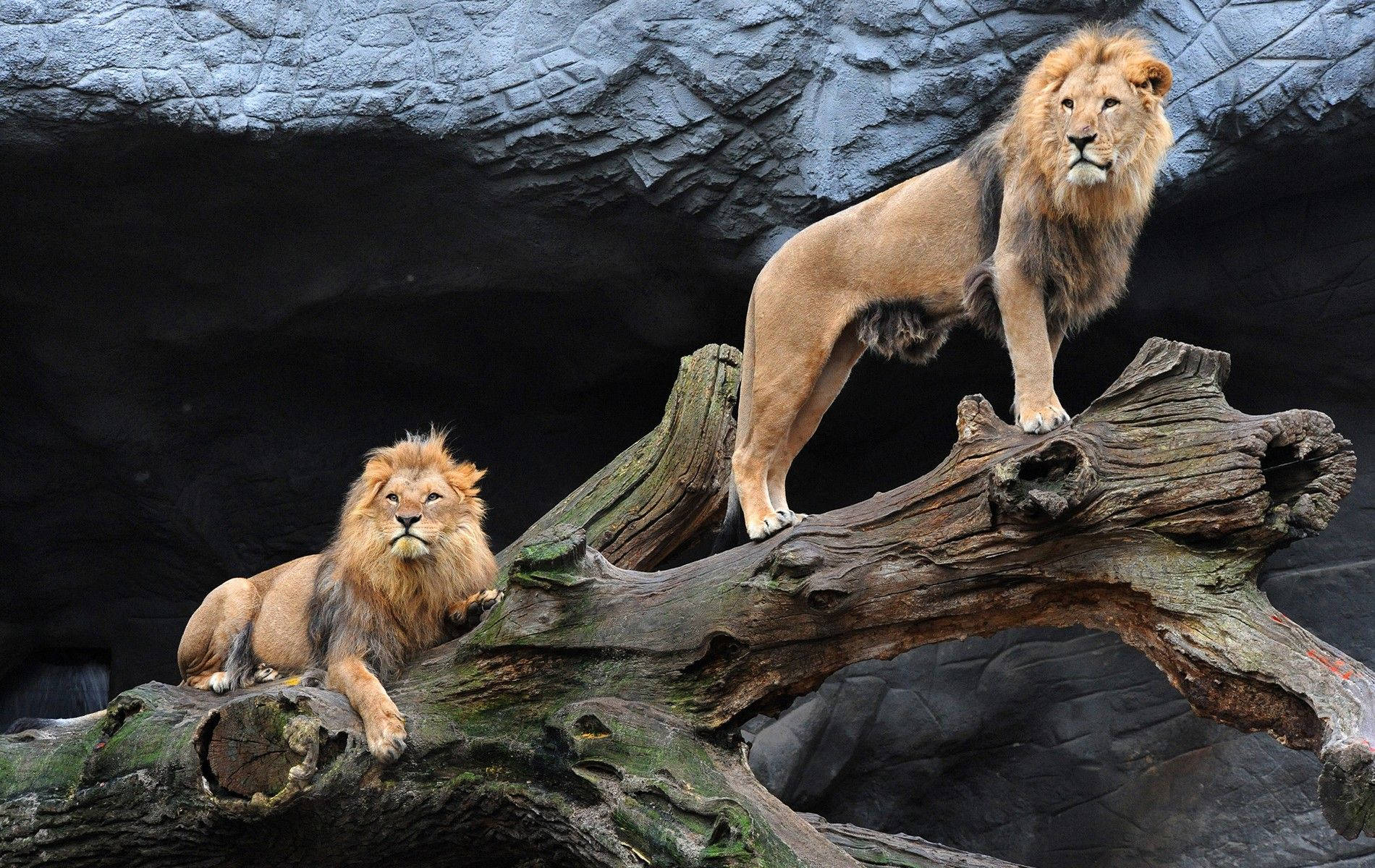 3d Lion, majestic male lions, weathered log, HD Desktop Wallpaper