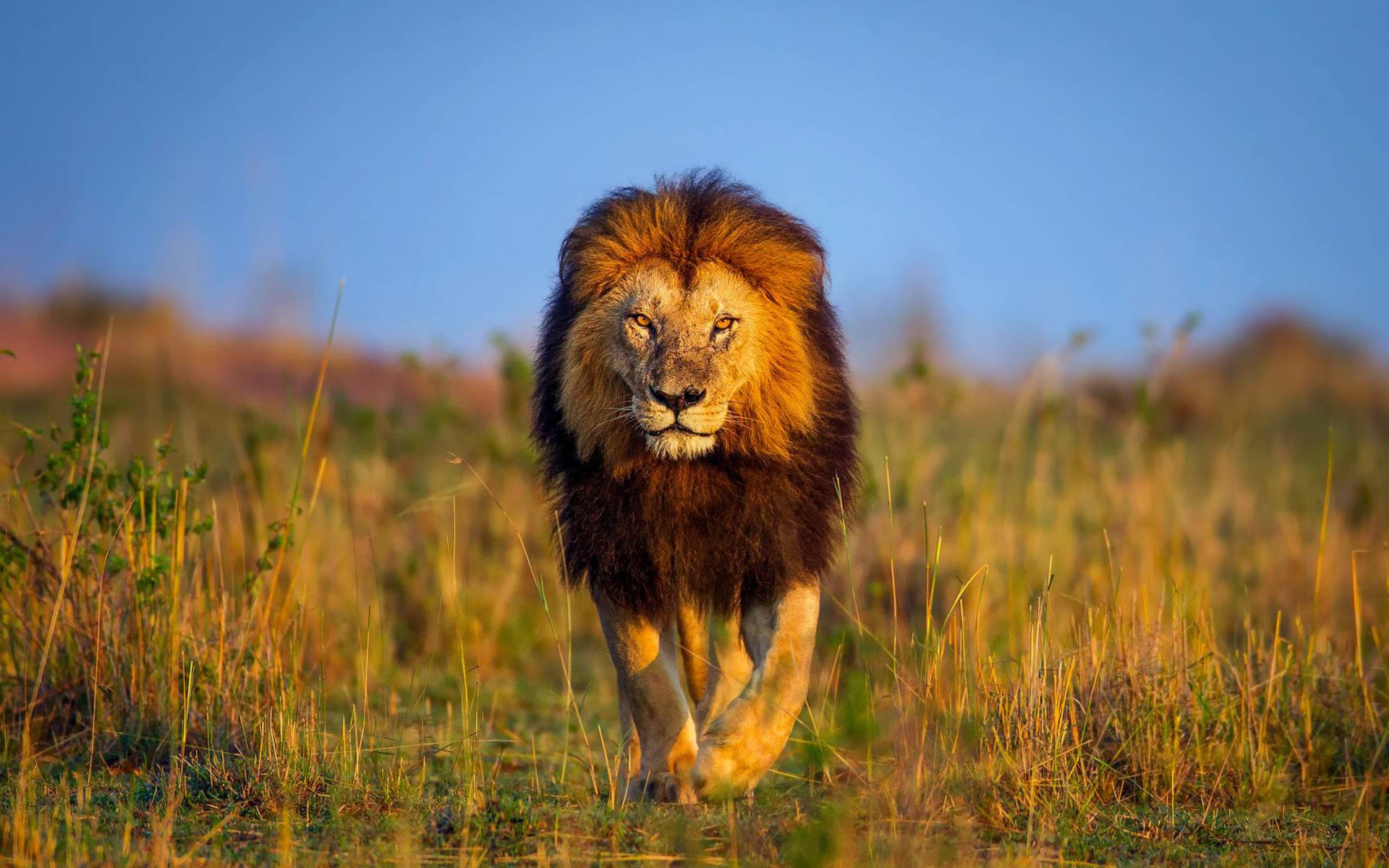 3d Lion, golden grass, clear blue sky, Full HD Desktop Wallpaper