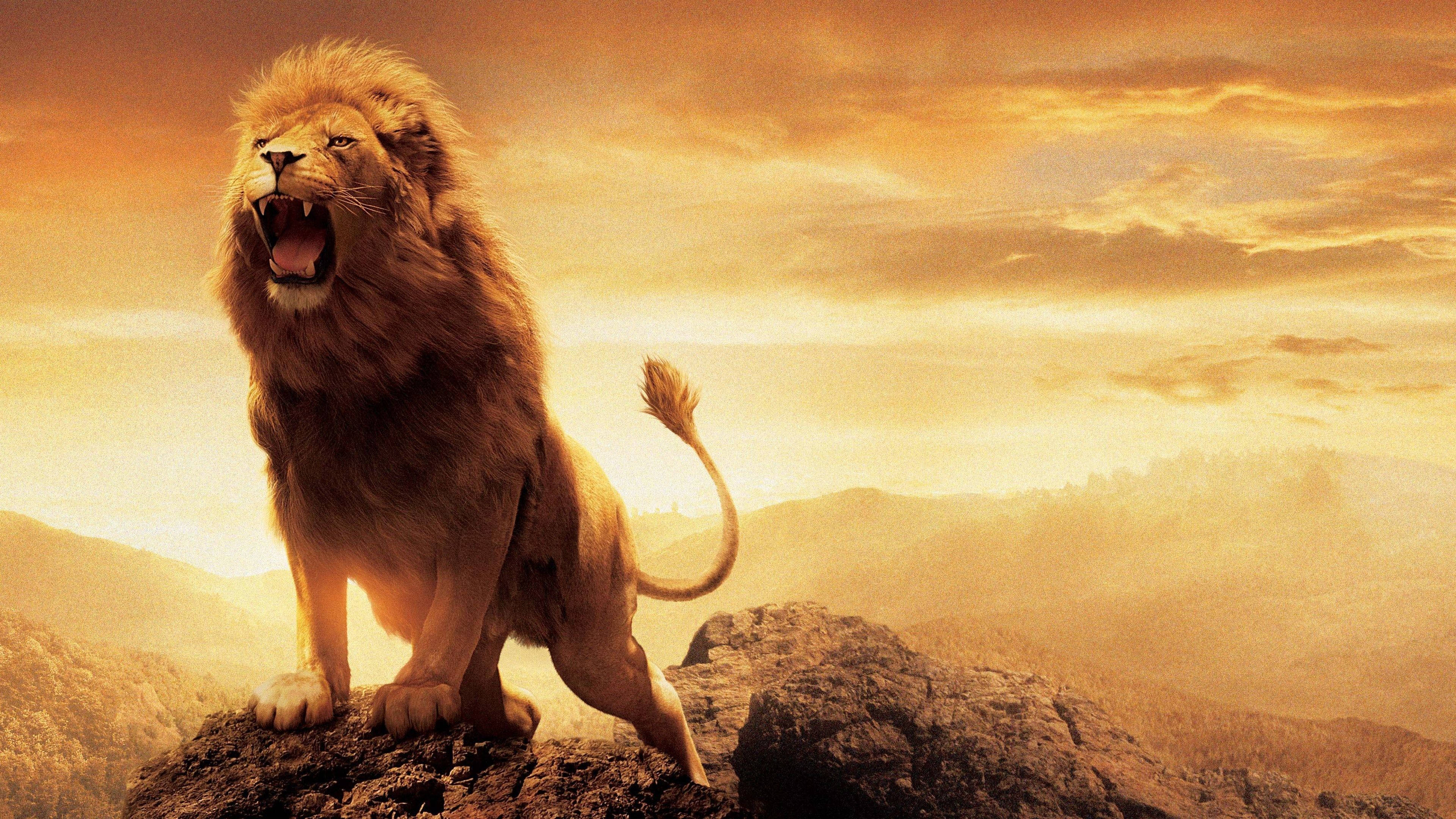 3d Lion, lion, rocks, 4K Desktop Wallpaper