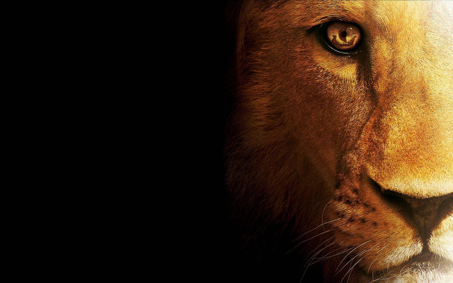 3d Lion, lion's face, warm light, Full HD Desktop Wallpaper
