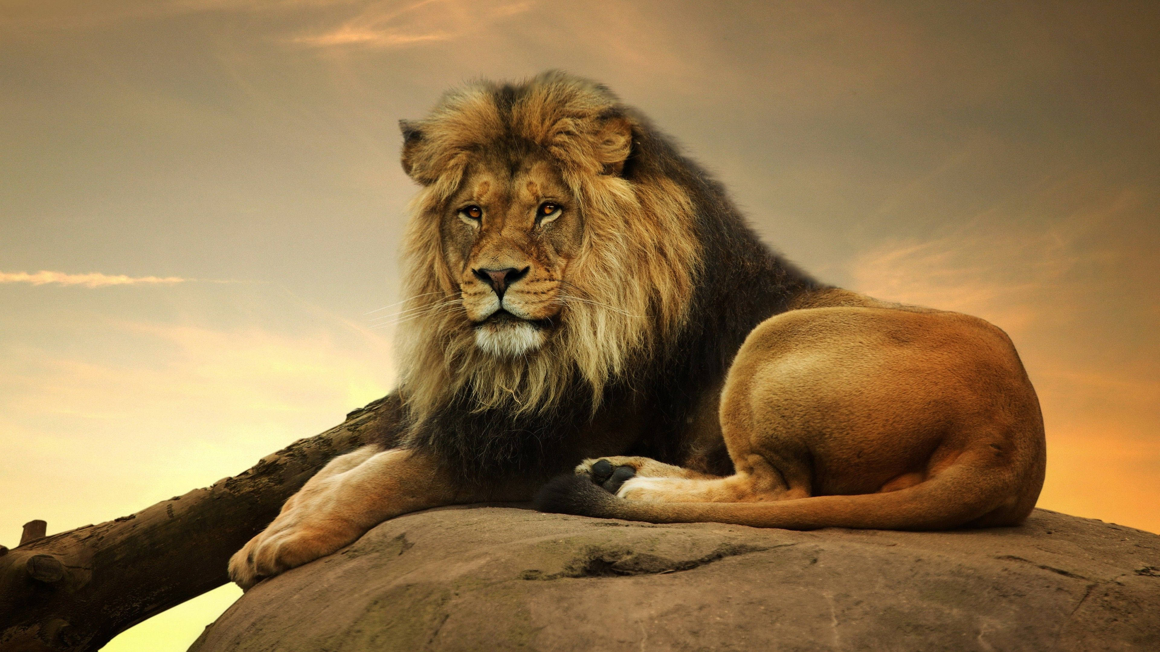 3d Lion, male lion, full mane, 4K Desktop Wallpaper