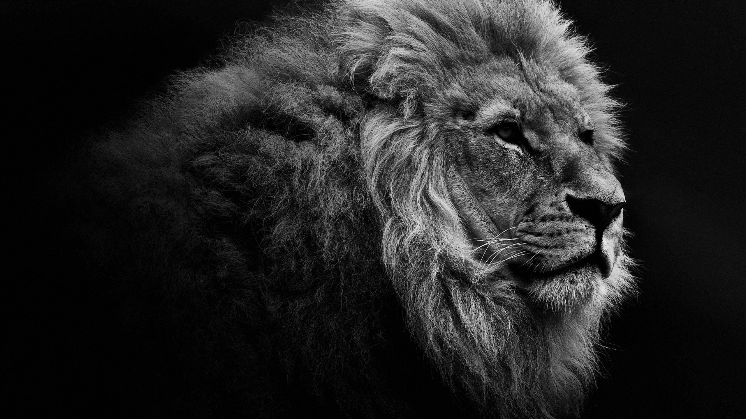 3d Lion, male lion, thick mane, 2K Desktop Wallpaper