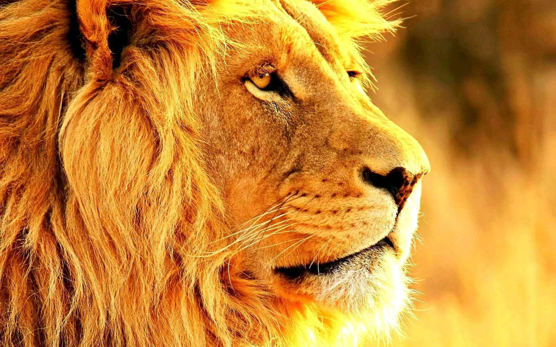 3d Lion, lion, golden sunlight, Full HD Desktop Wallpaper