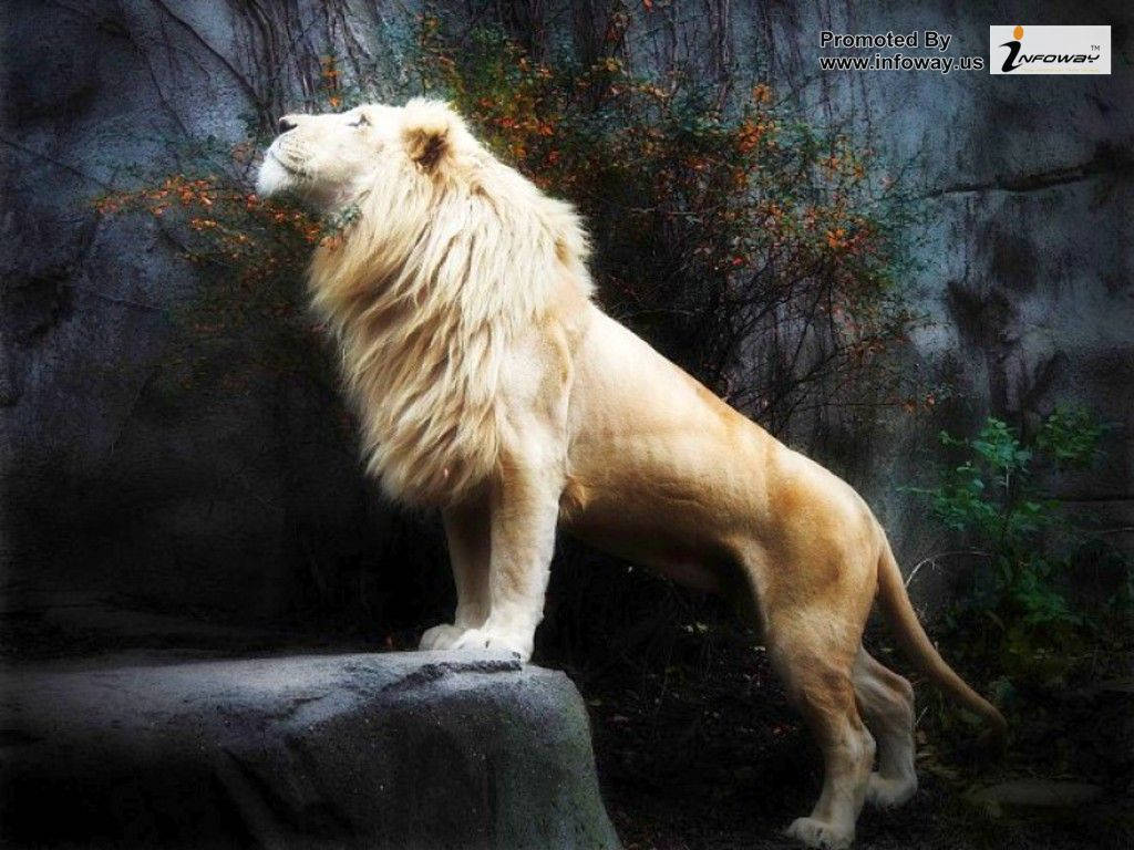 3d lion, white lion, rocky outcrop, SD Desktop Wallpaper