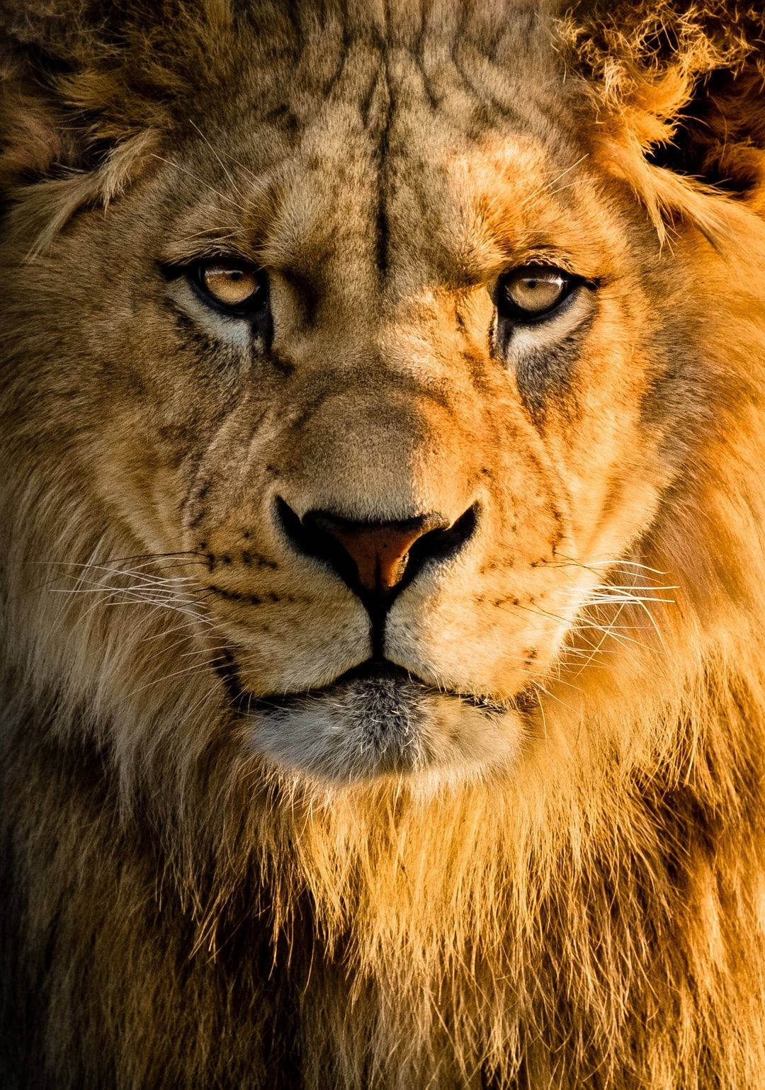 3d Lion, male lion, golden fur, HD Phone Wallpaper