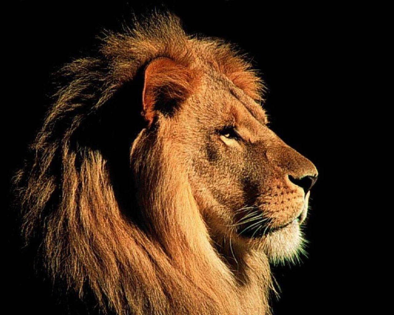 3d lion, majestic male lion, warm light, HD Desktop Wallpaper