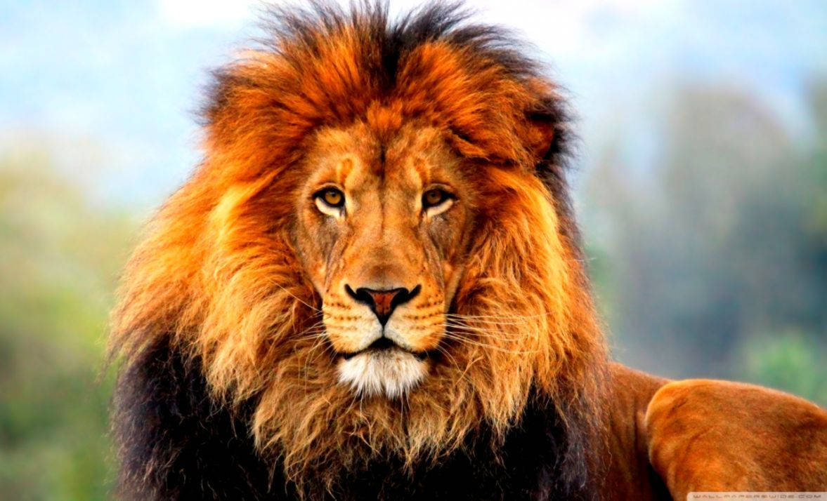 3d lion, majestic lion, thick golden mane, SD Desktop Wallpaper