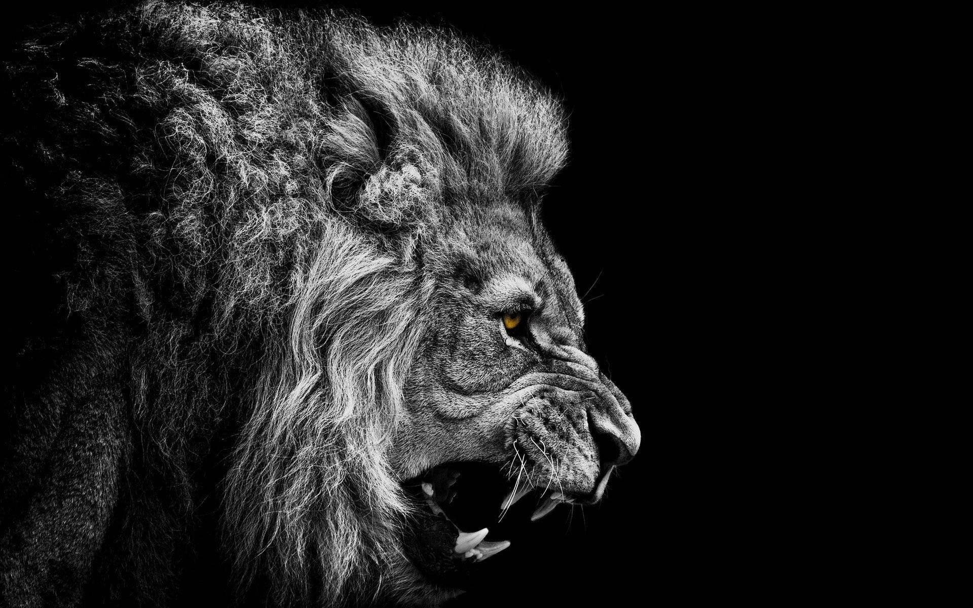 3d Lion, majestic lion, golden eye, Full HD Desktop Wallpaper