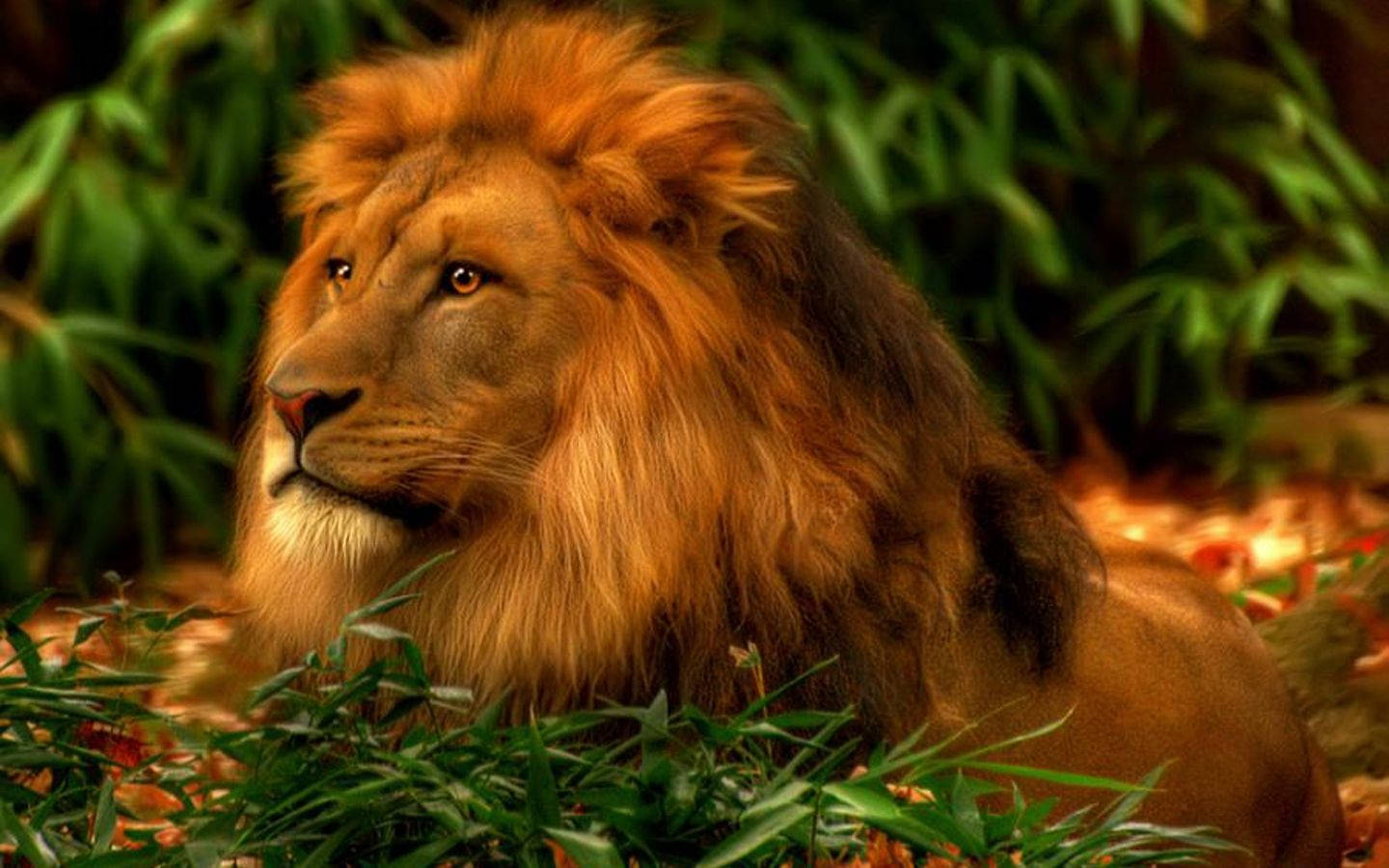 lion, golden mane, lush green foliage, HD Desktop Wallpaper