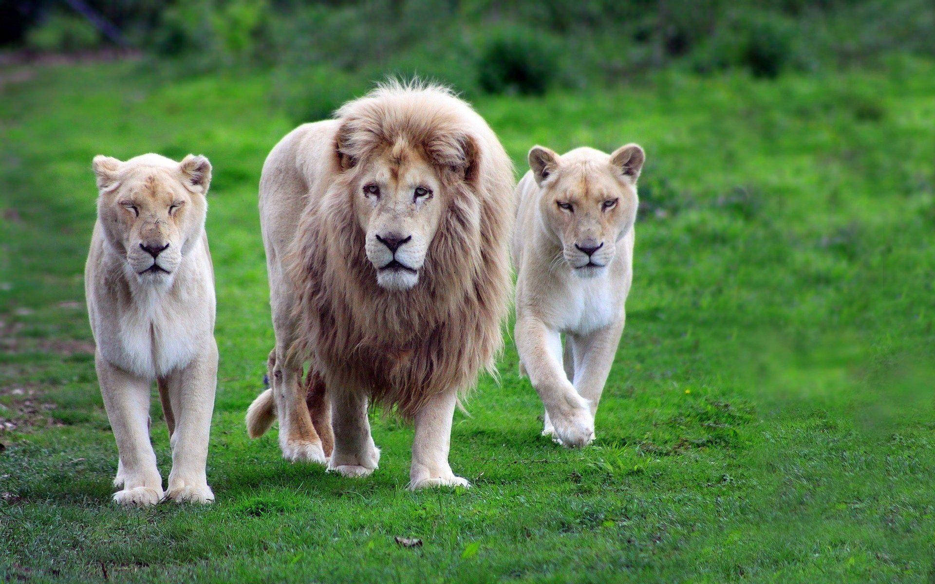 3d Lion, white male lion, lionesses, Full HD Desktop Wallpaper
