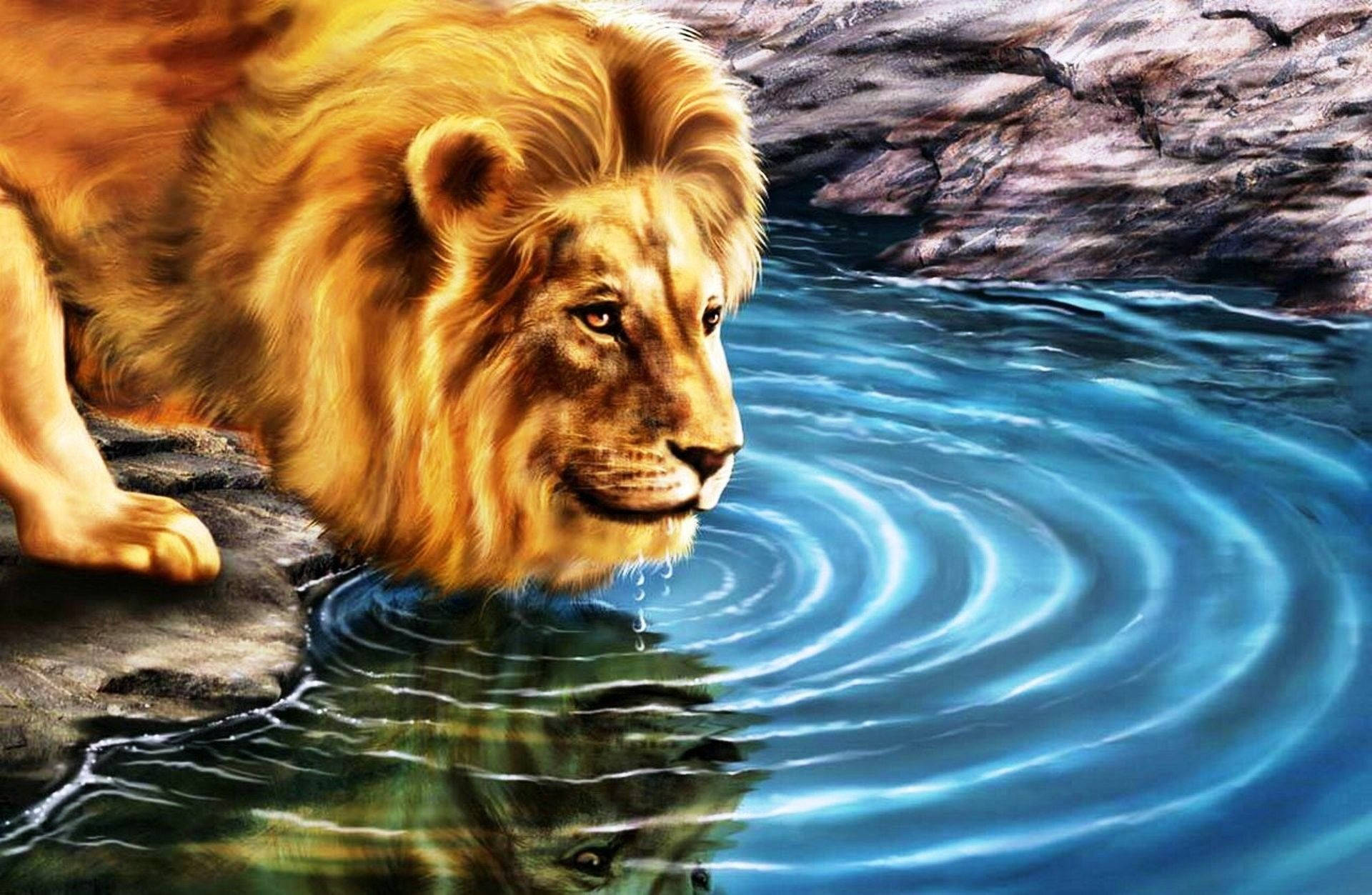 lion, golden mane, rippling blue pool, Full HD Desktop Wallpaper