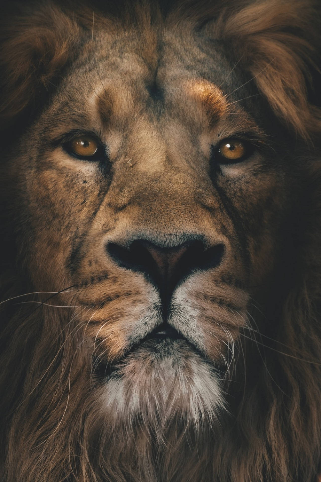 lion head portrait, male lion, golden eyes, Full HD Phone Wallpaper