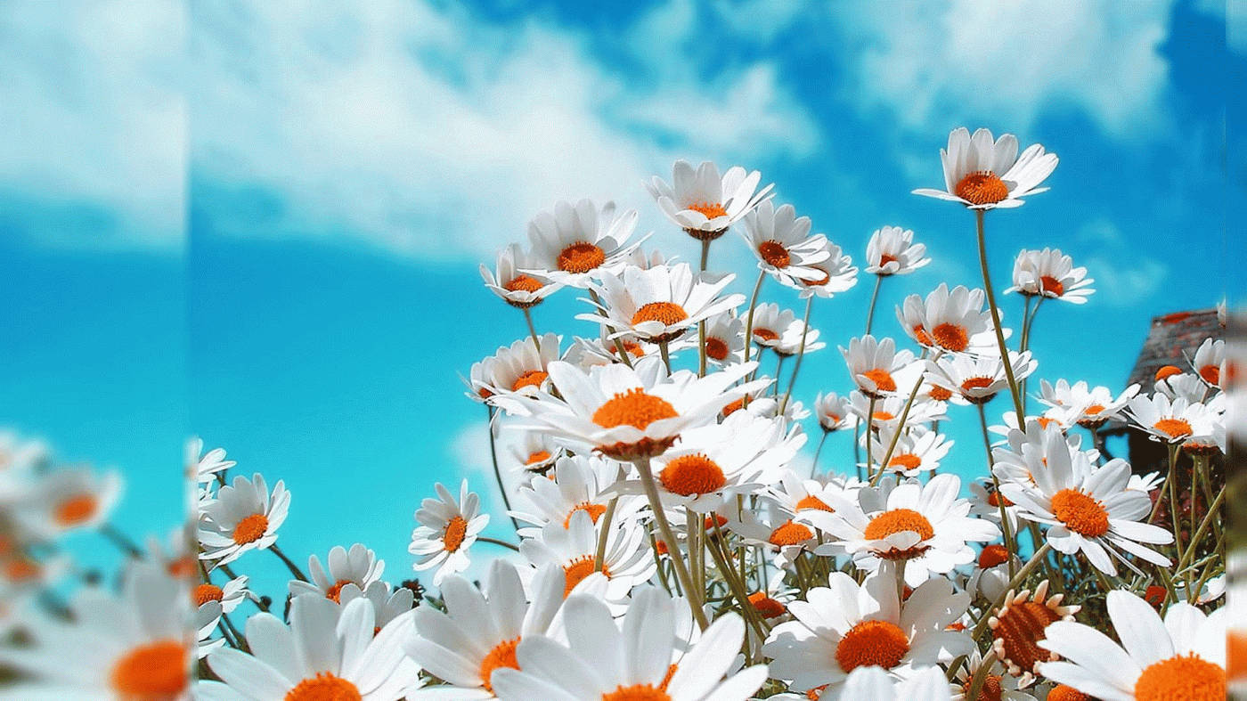 chrysanthemum, white daisies, orange centers, HD Desktop Wallpaper
