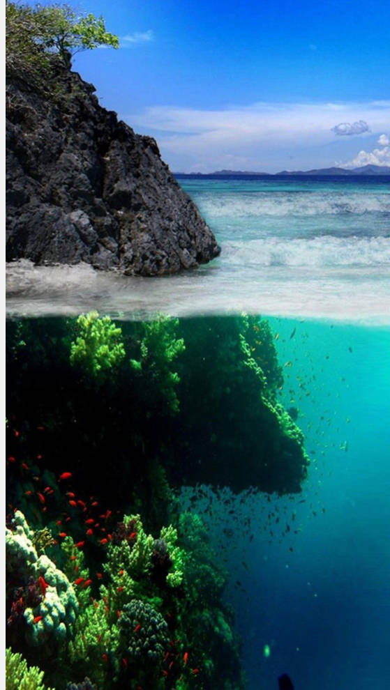 rocky cliffside beach, vibrant coral reef, fish swimming, SD Phone Wallpaper