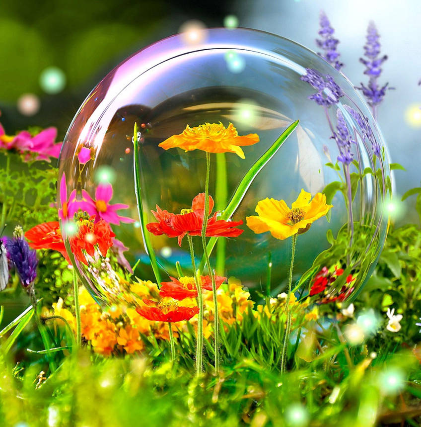 primrose, 3d nature, transparent bubble, SD Phone Wallpaper