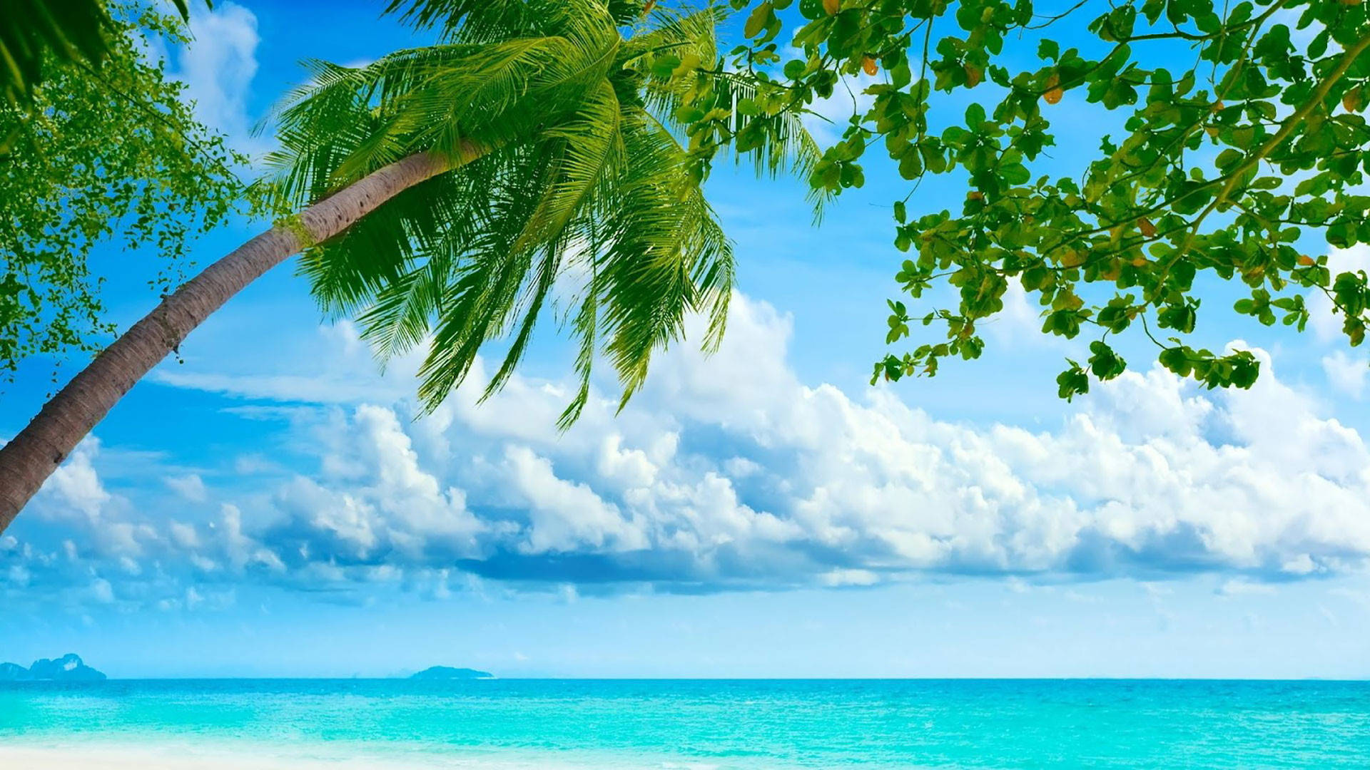 blue sky, tropical beach, leaning palm tree, Full HD Desktop Wallpaper