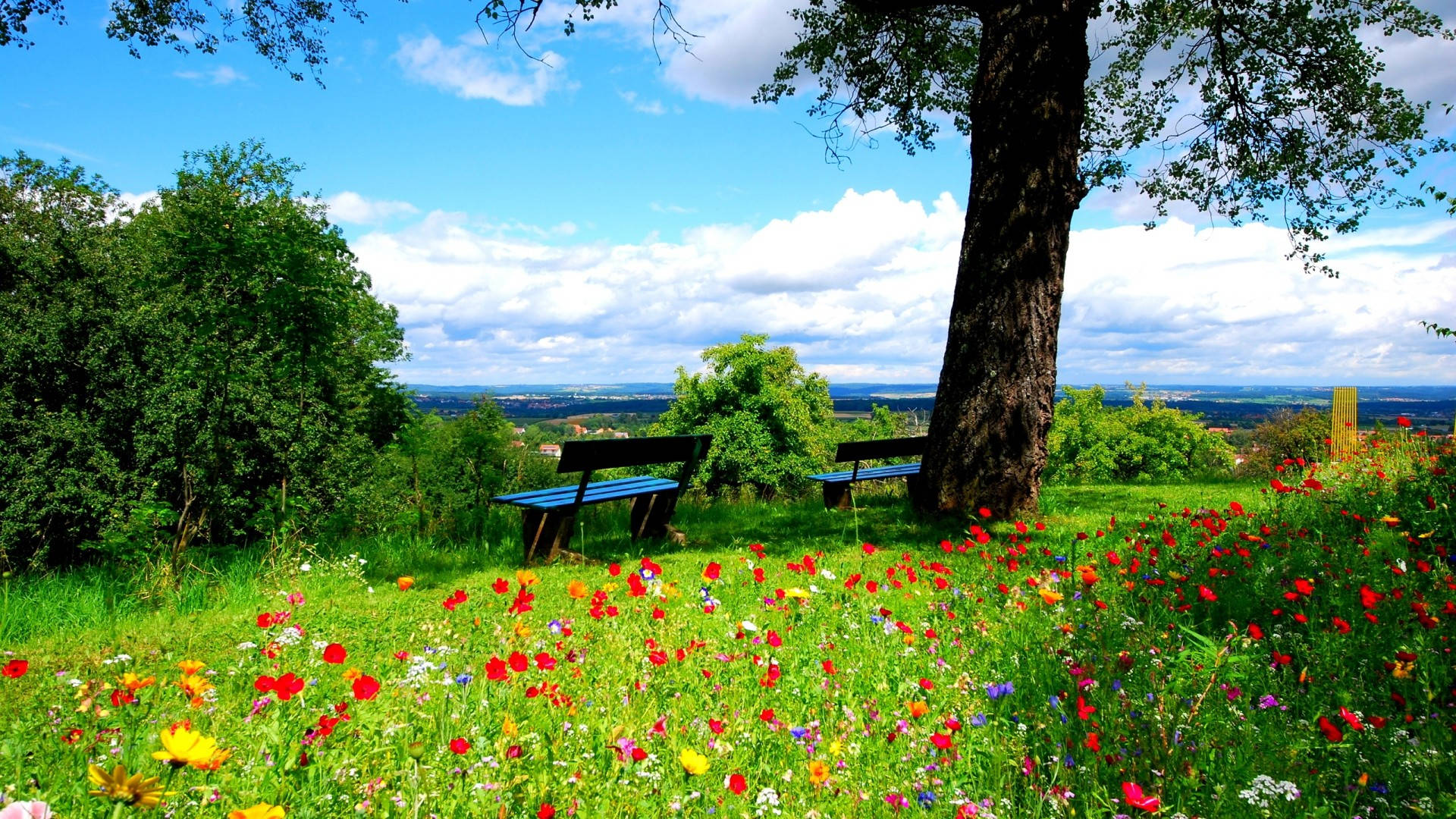 wooden bench, large tree, vibrant meadow, Full HD Desktop Wallpaper