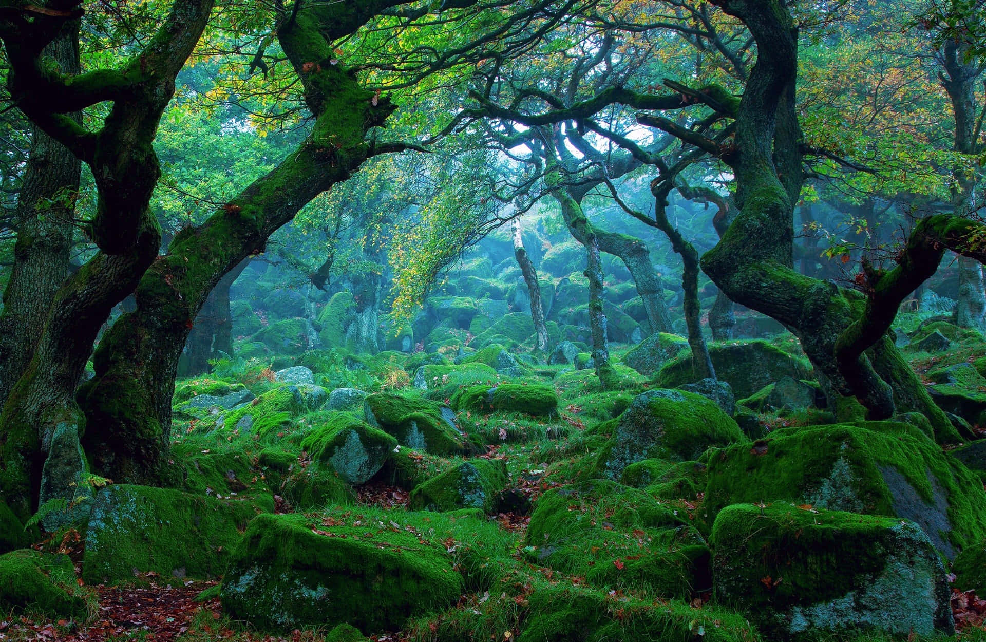 3d forest, moss-covered trees, misty forest floor, Full HD Desktop Wallpaper