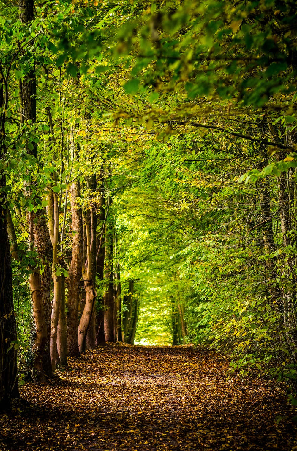 3d forest, sunlit forest path, tall trees, HD Phone Wallpaper
