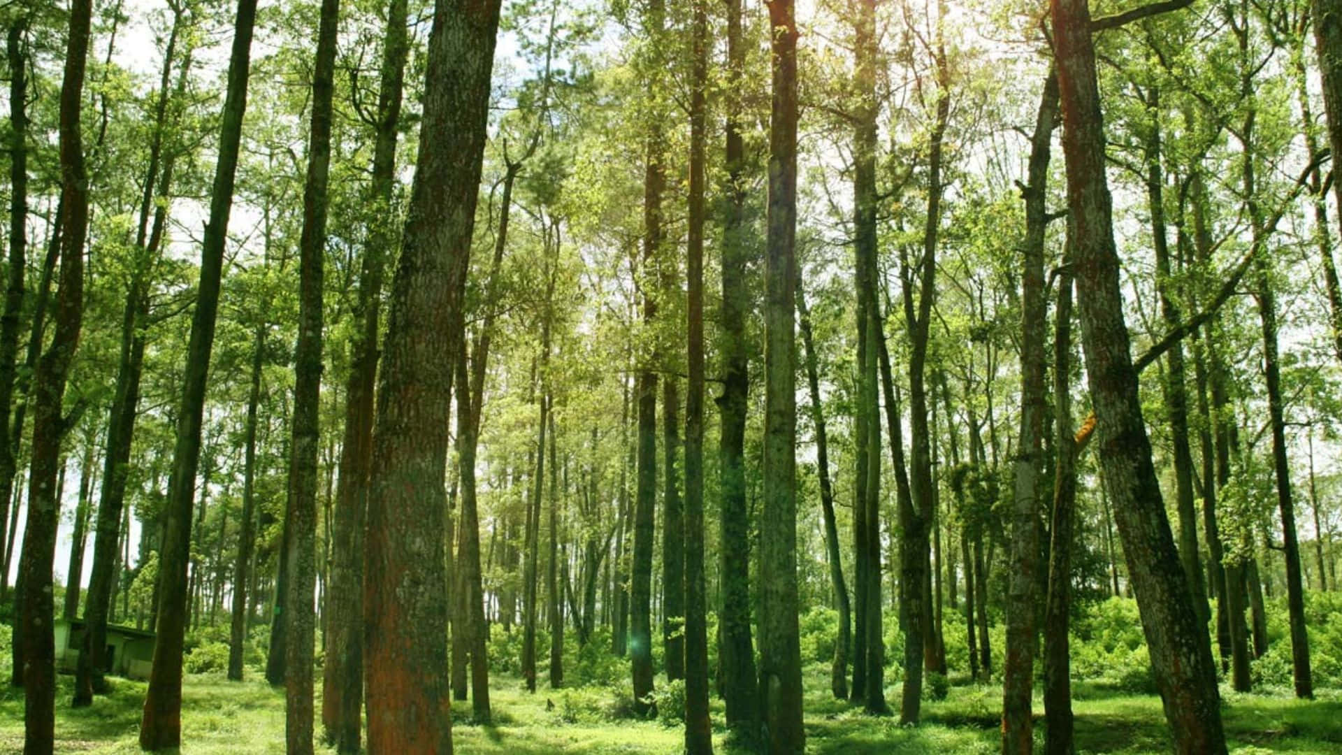 3d forest, 1920 x 1080, sunlight, Full HD Desktop Wallpaper