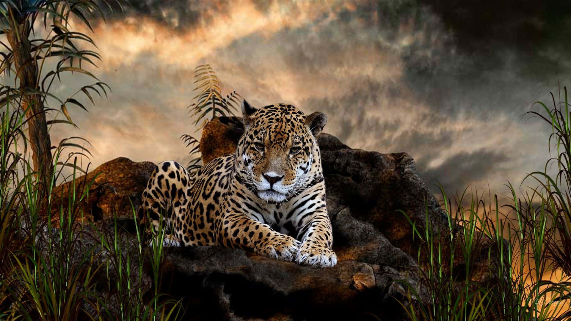 jaguar, mossy rock, jungle foliage, Full HD Desktop Wallpaper