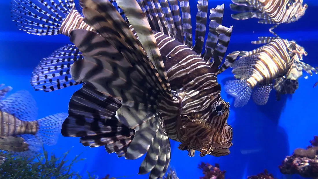 3D Ocean