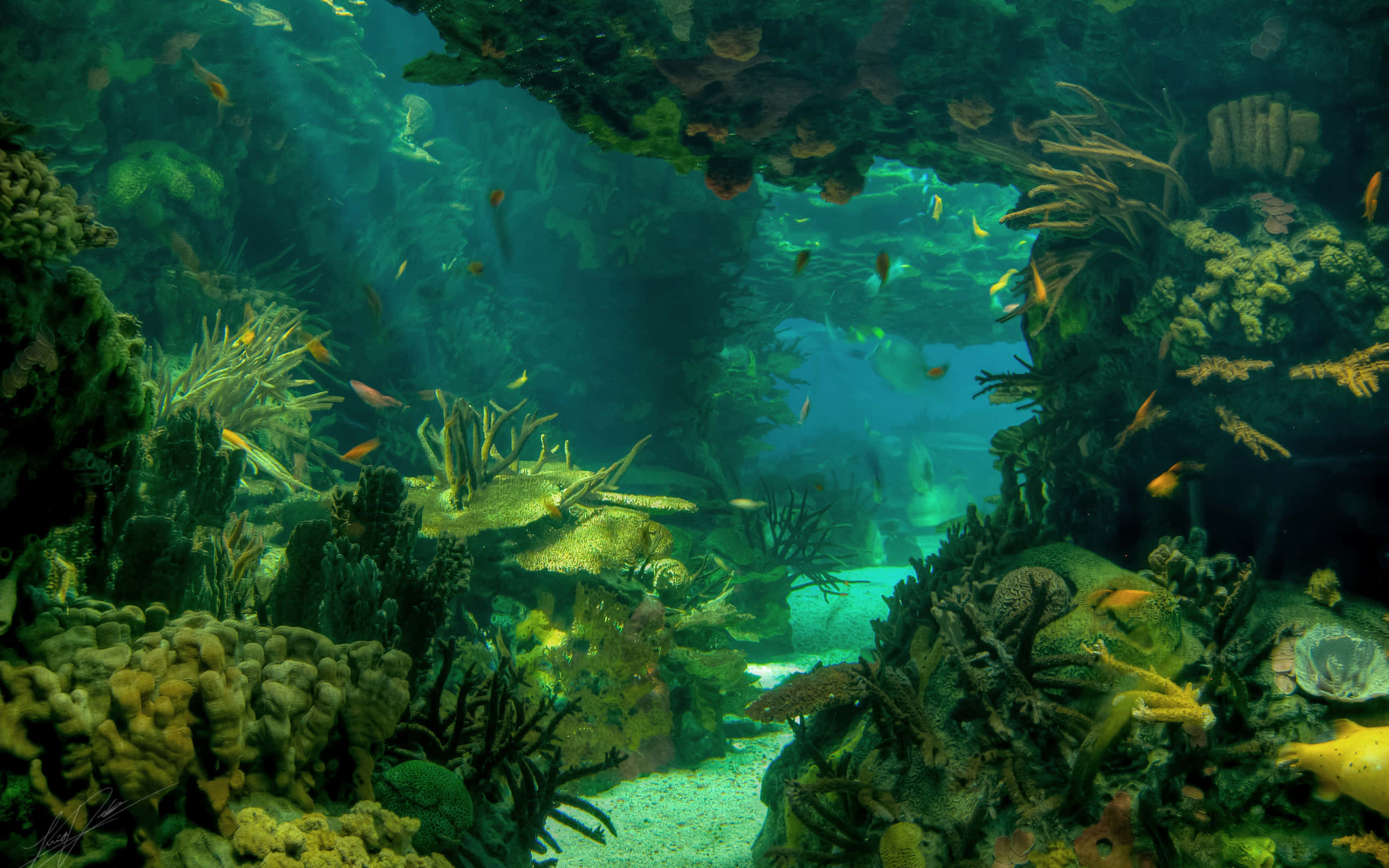 3d Ocean, coral reef, colorful fish, 2K Desktop Wallpaper